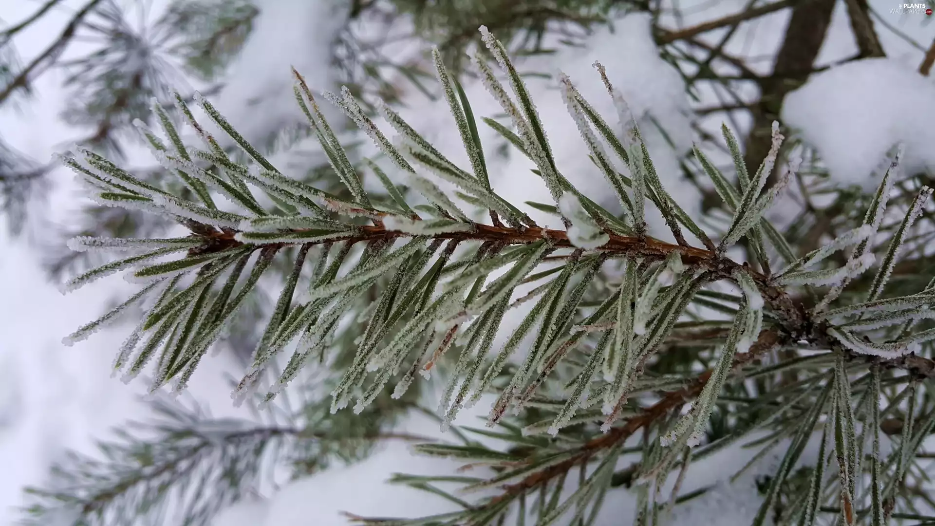 frosted, pine, snow, twig