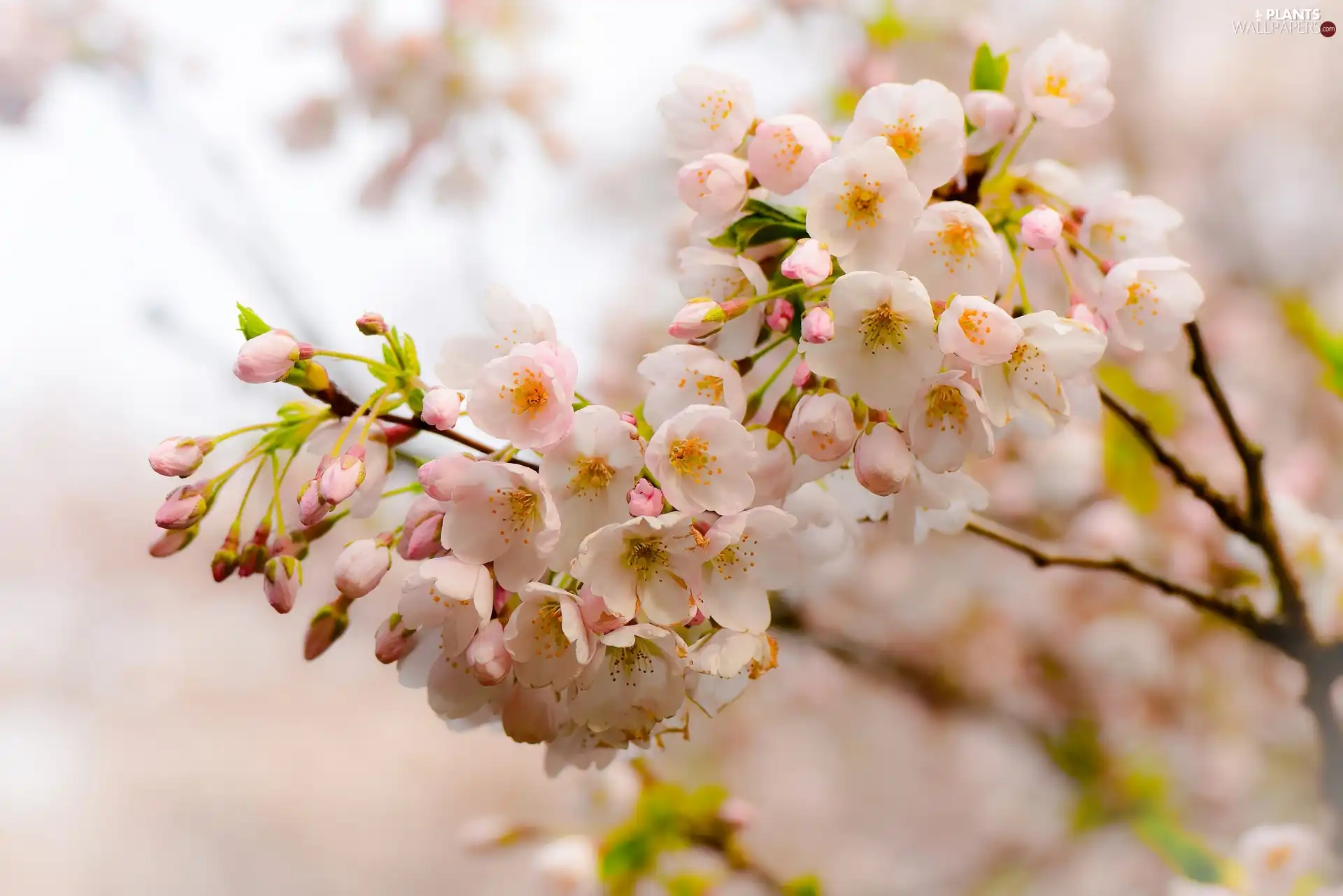 Fruit Tree, flowery, twig