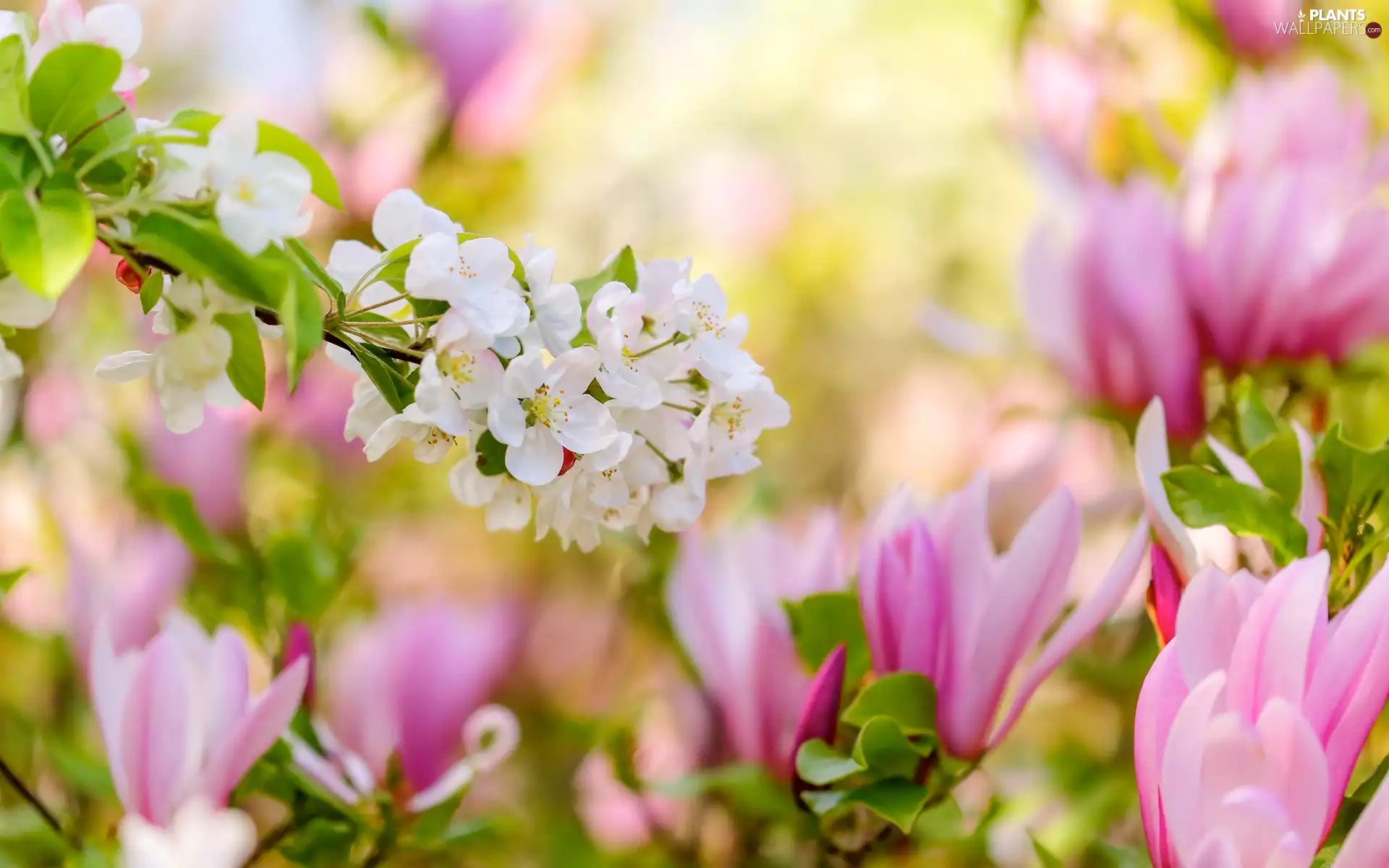 Flowers, twig, Fruit Tree, Magnolia