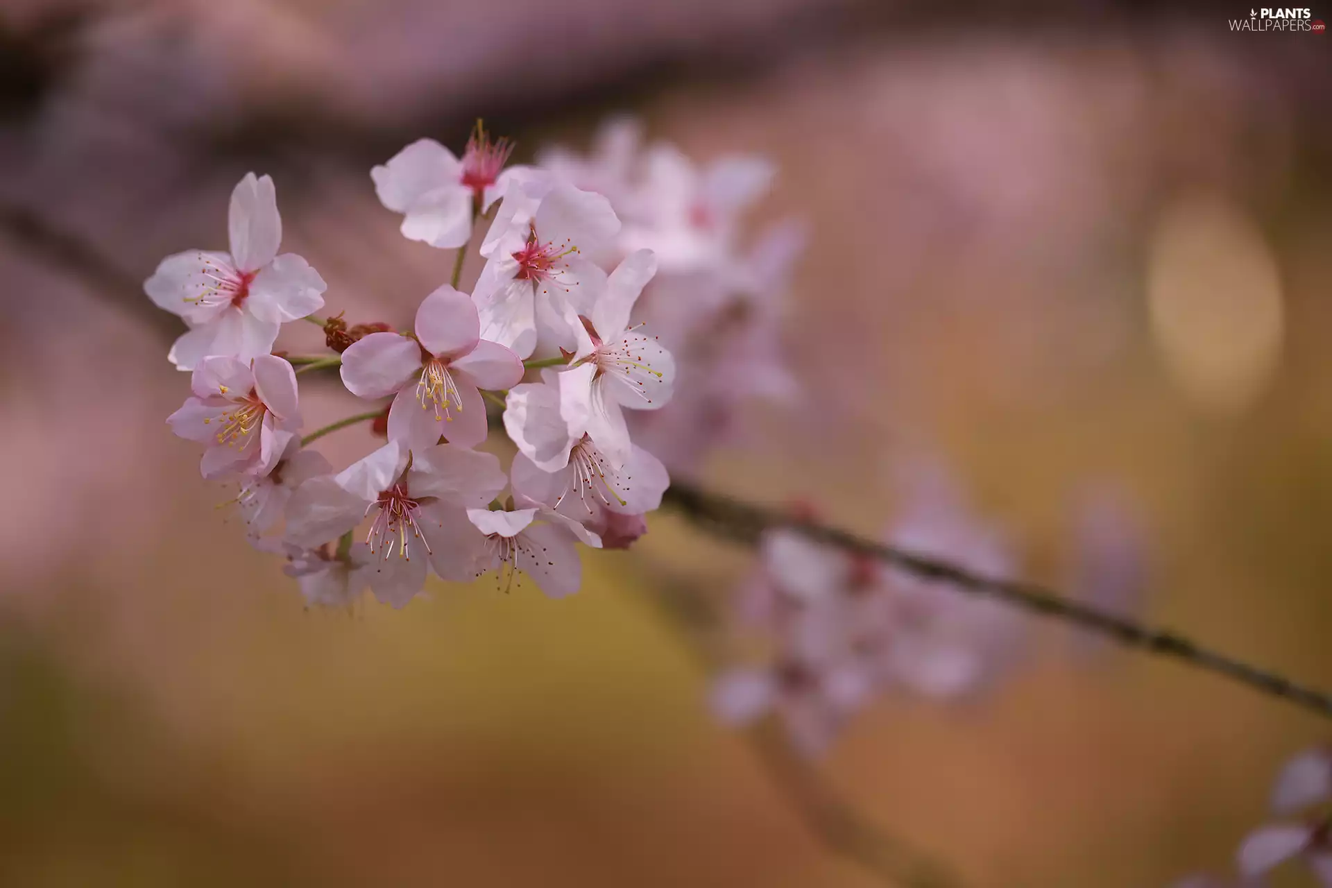 Flowers, twig, Fruit Tree, Pink