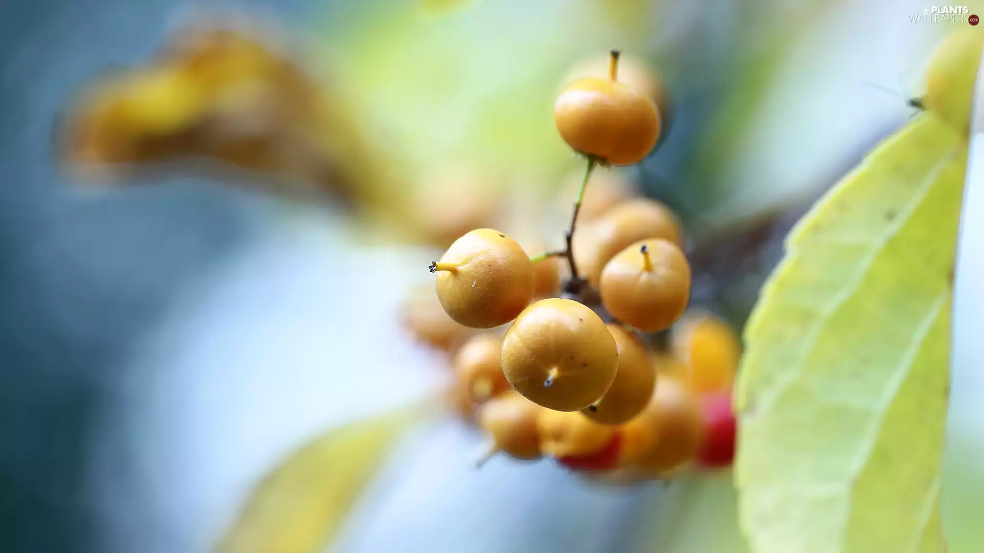 twig, Yellow, Fruits