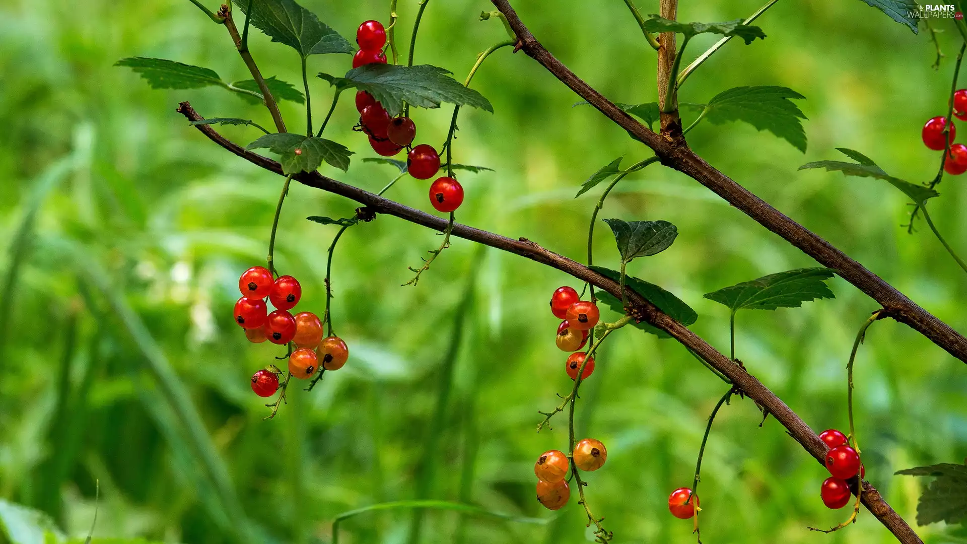 currant, twig, Garden, red hot