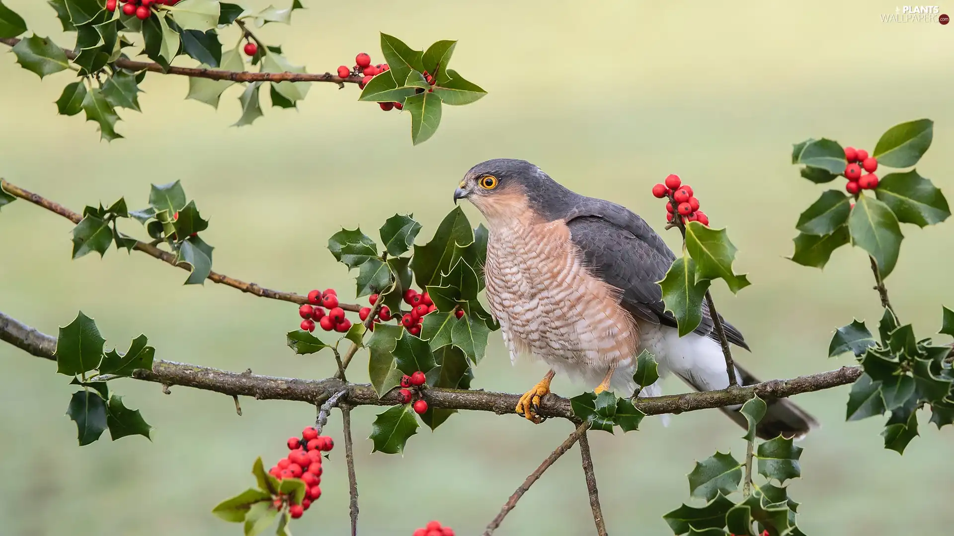 Bird, twig, holly, sparrow hawk