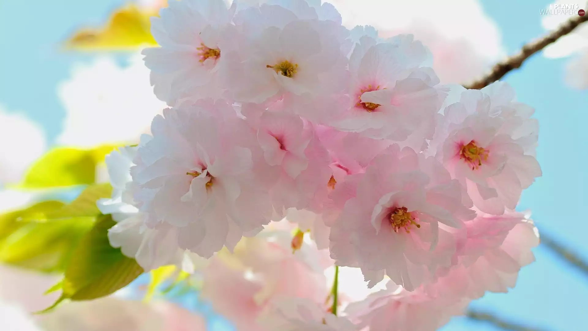 Fruit Tree, Japanese Cherry, pale pink, Flowers, twig