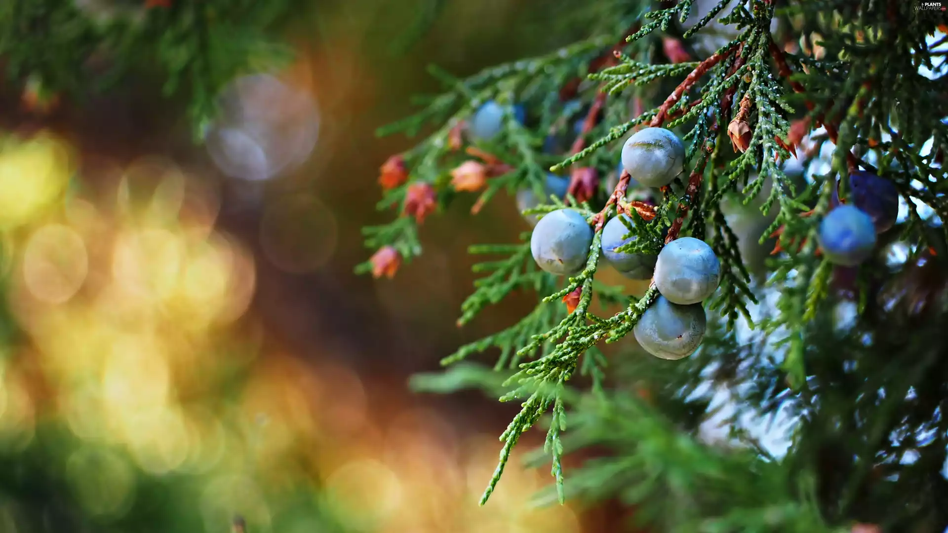 juniper, Fruits, blueberries, twig