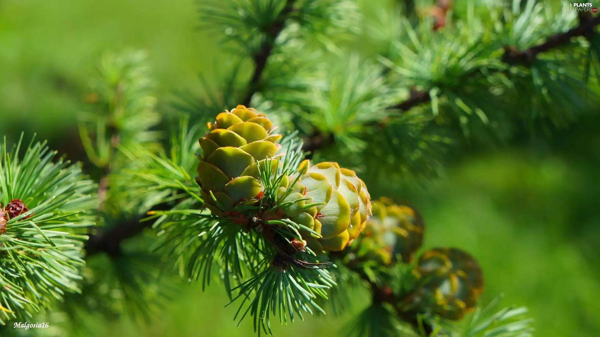 larch, young, cones, twig