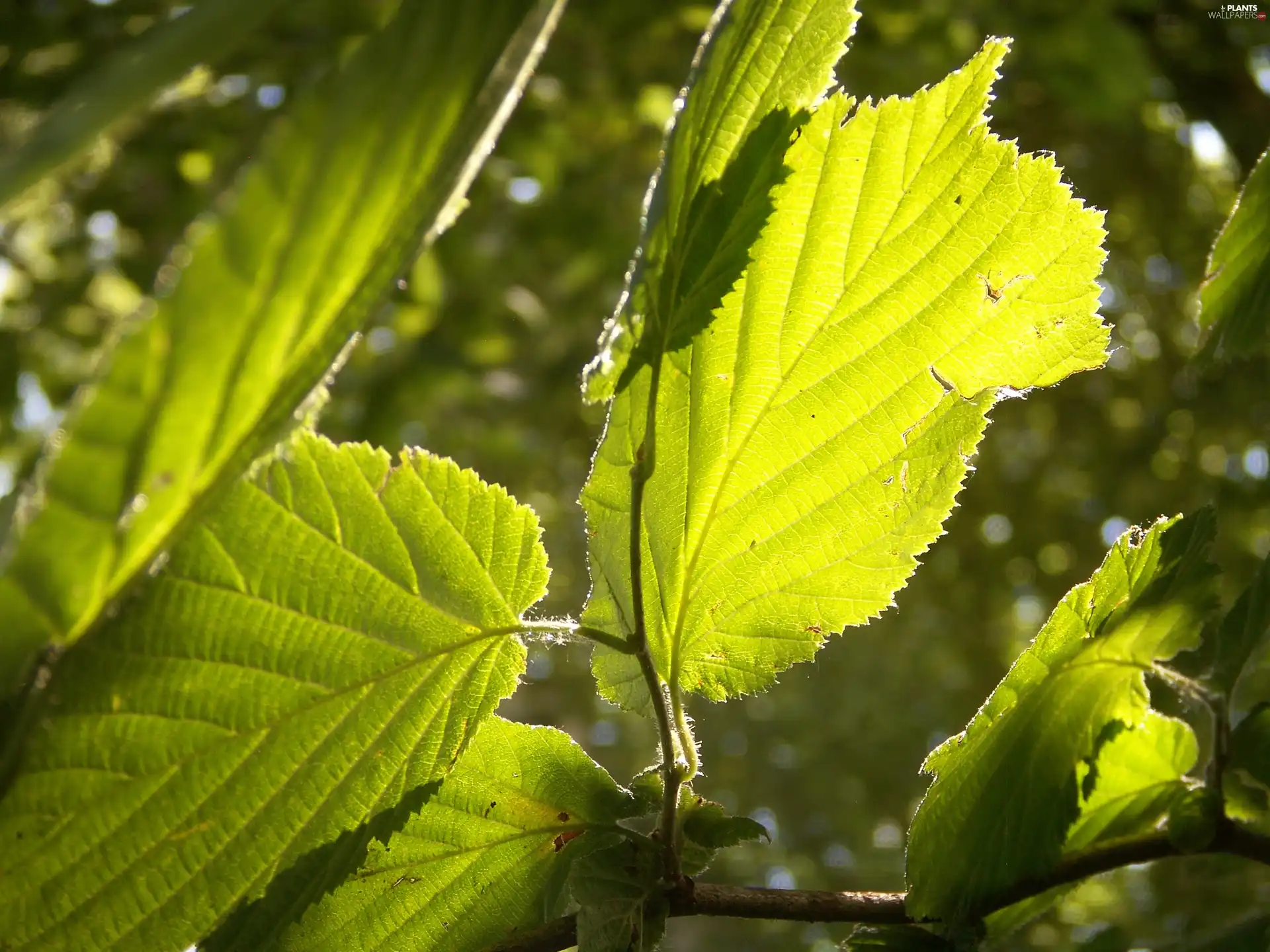 Leaf, twig