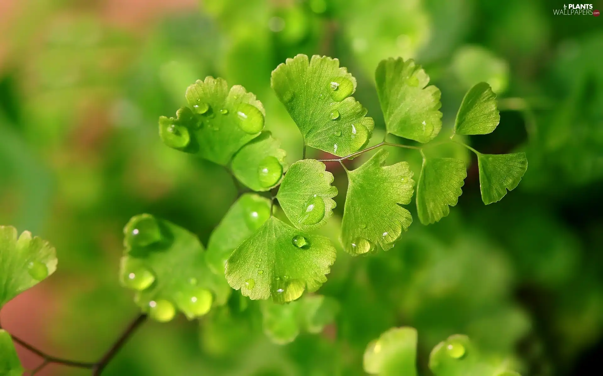 twig, ginkgo, Leaf