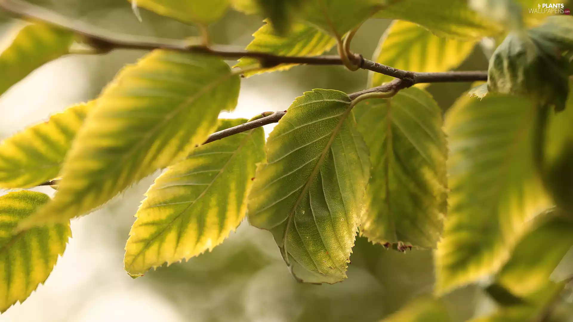 twig, Green, Leaf