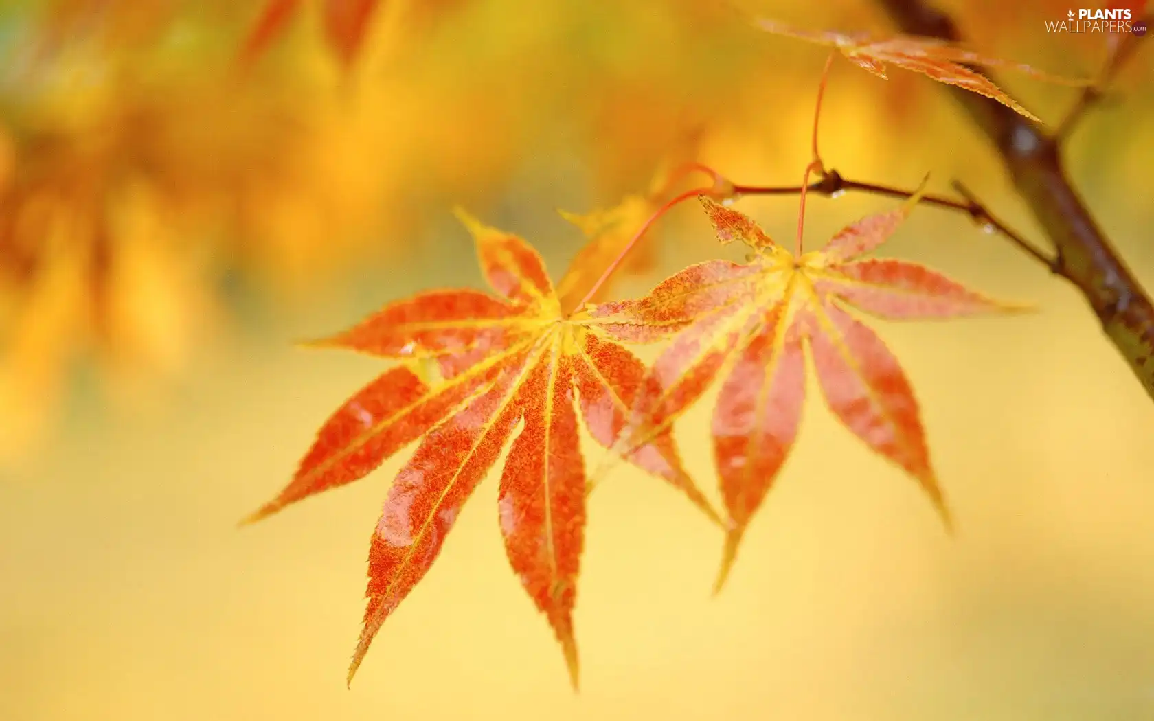 twig, Orange, Leaf