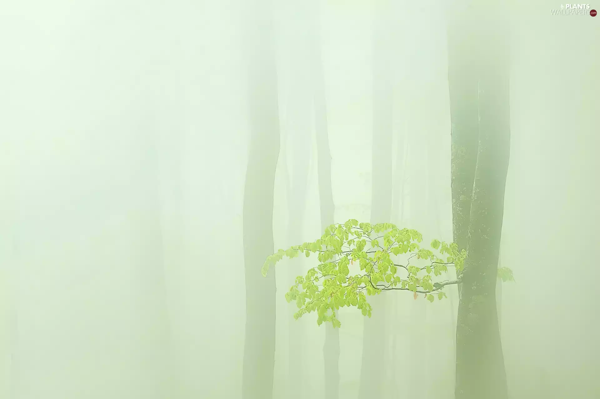 Leaf, Fog, Stems, twig