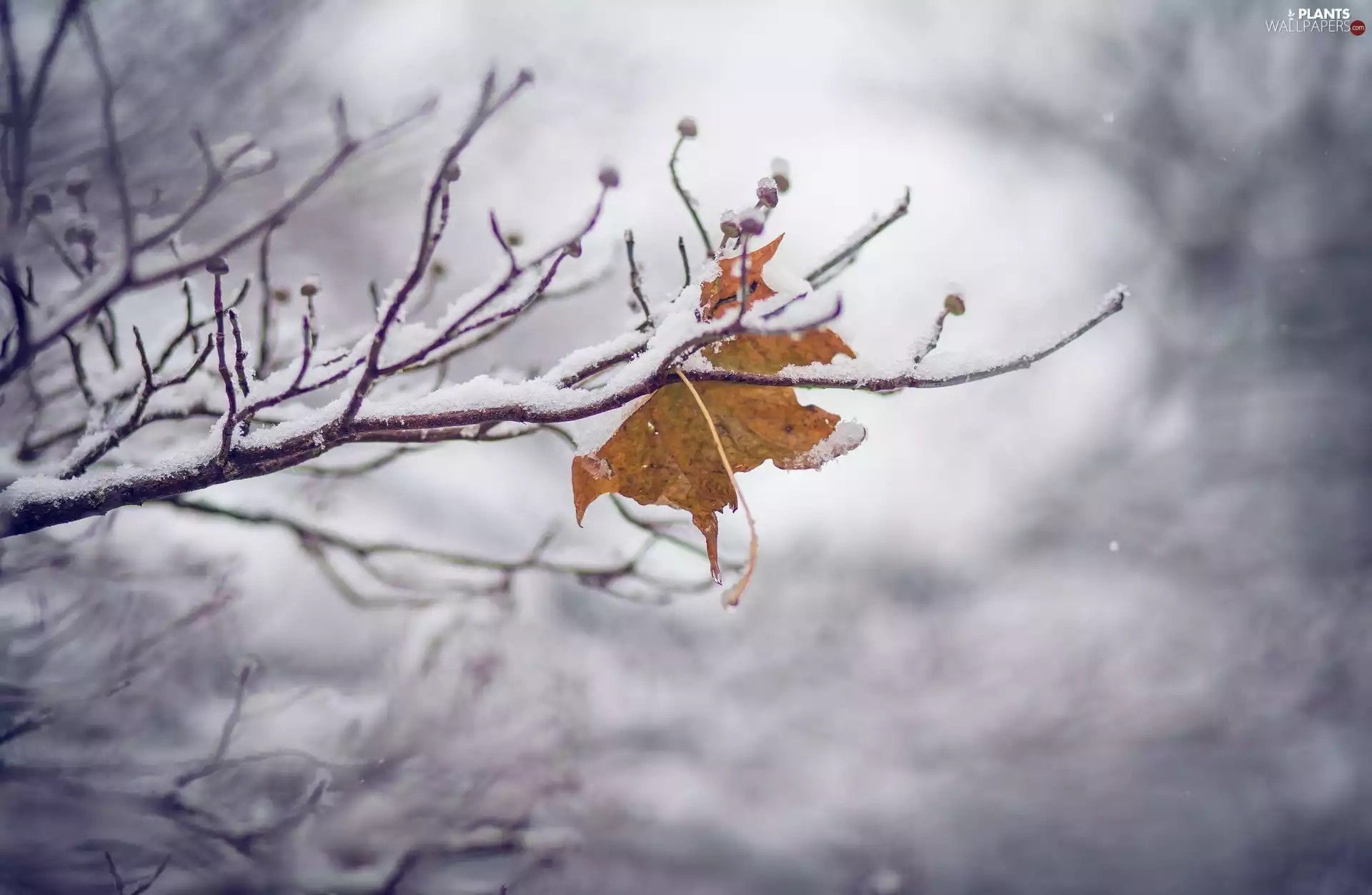 twig, winter, leaf