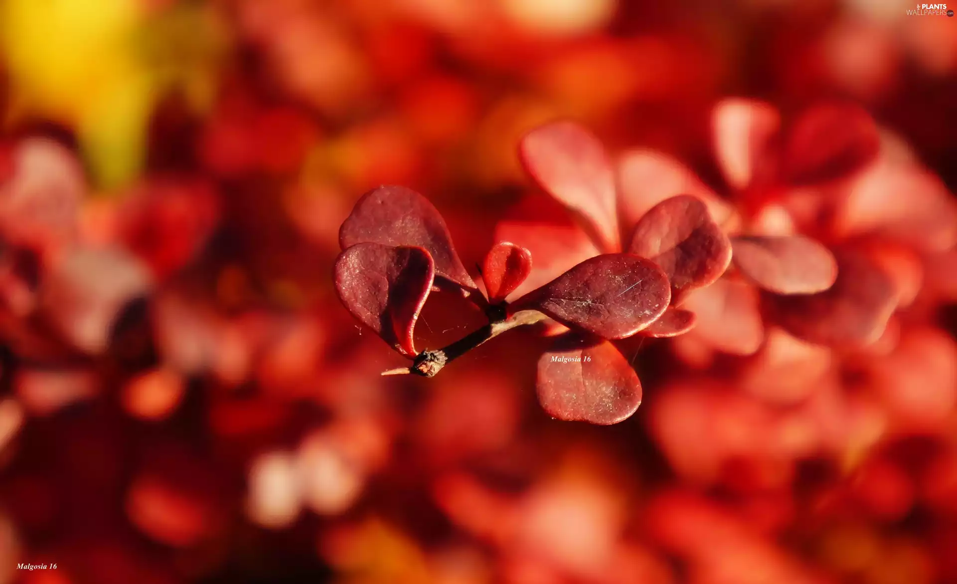 twig, Red, leaves