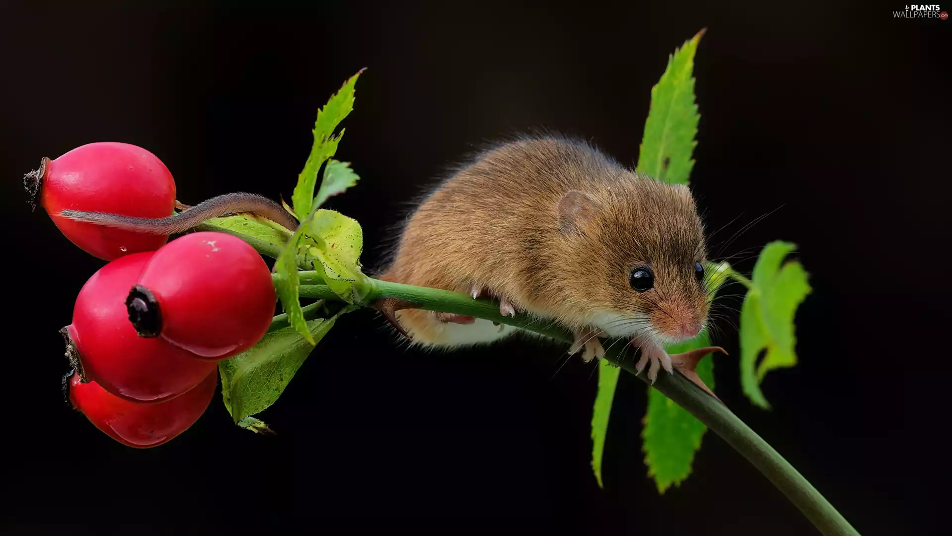 mouse, Briar, Fruits, twig