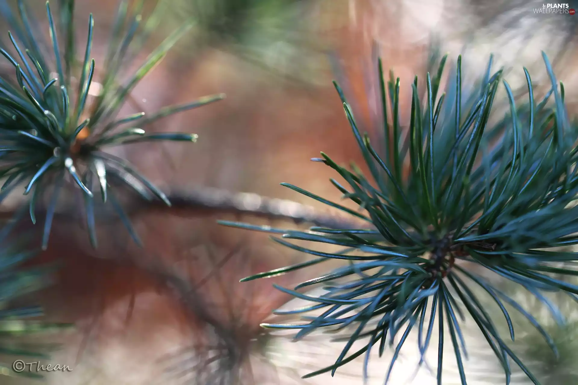 twig, pine, needle