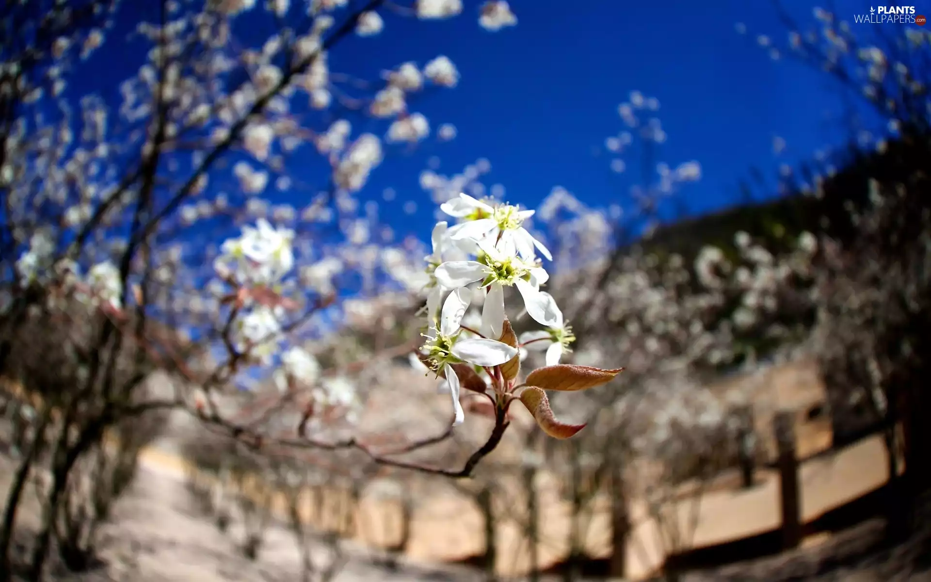 Spring, Fruit Tree, twig, Flowers, orchard