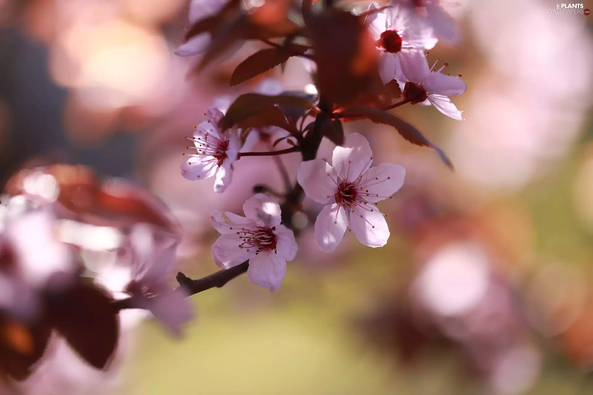 Fruit Tree, Pink, twig, rapprochement, flowery, Flowers