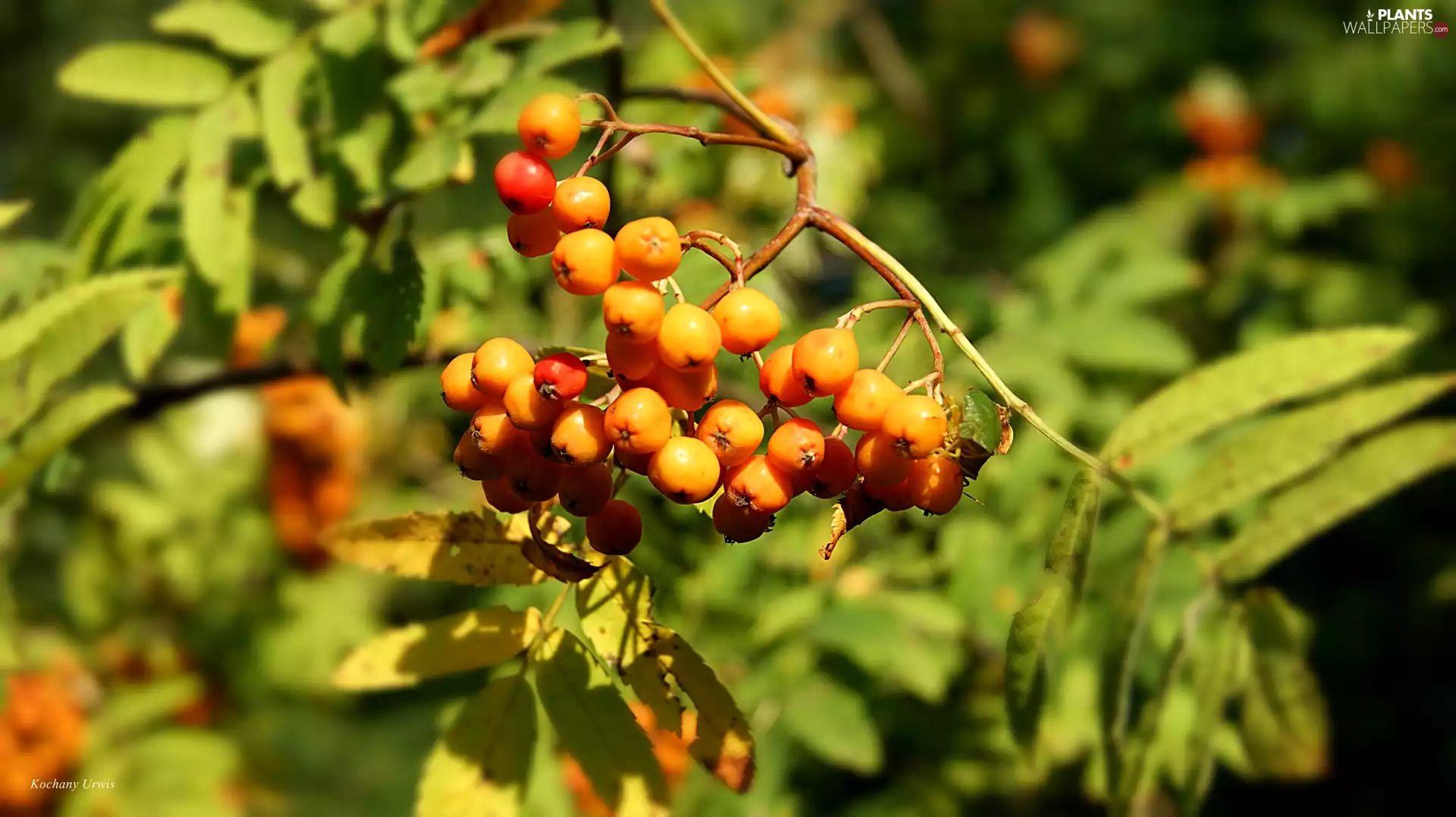 Plant, Red, Fruits, twig