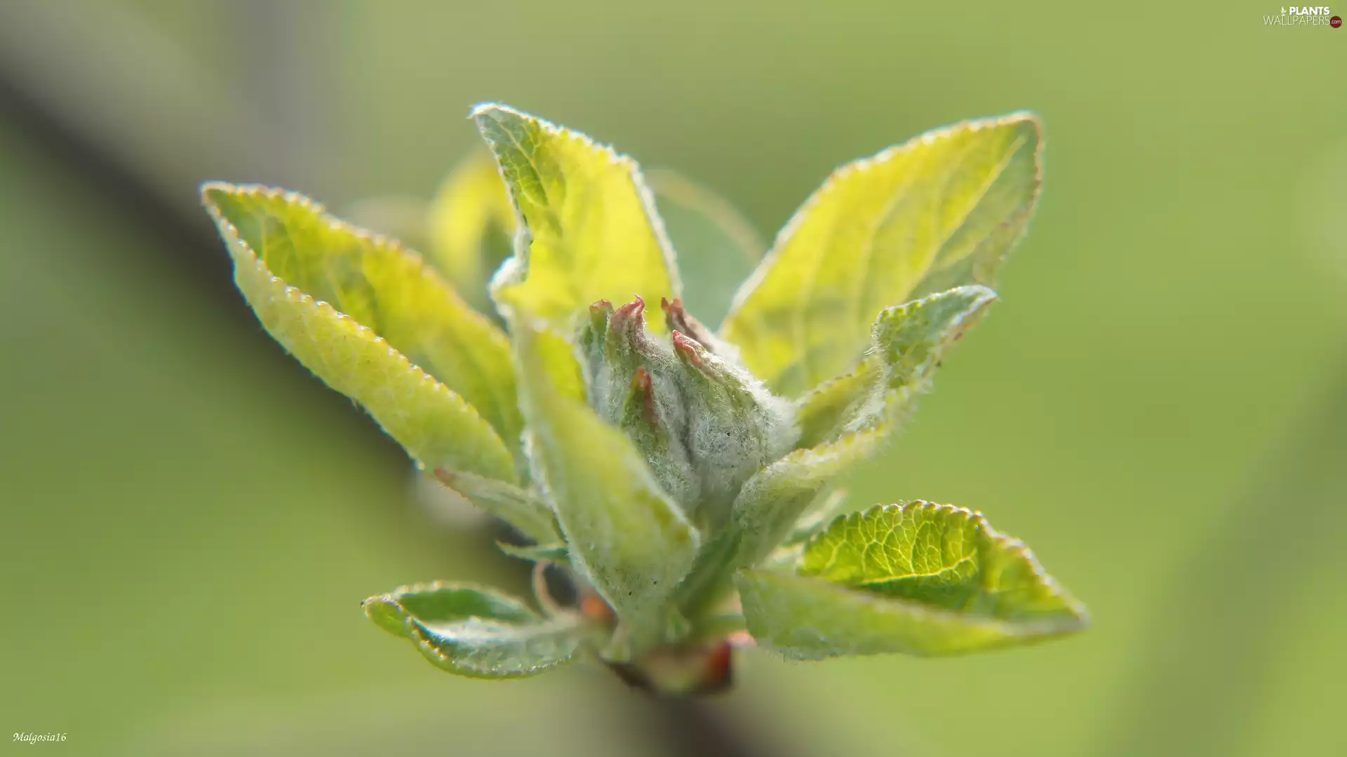 green ones, leaves, twig, young, plant