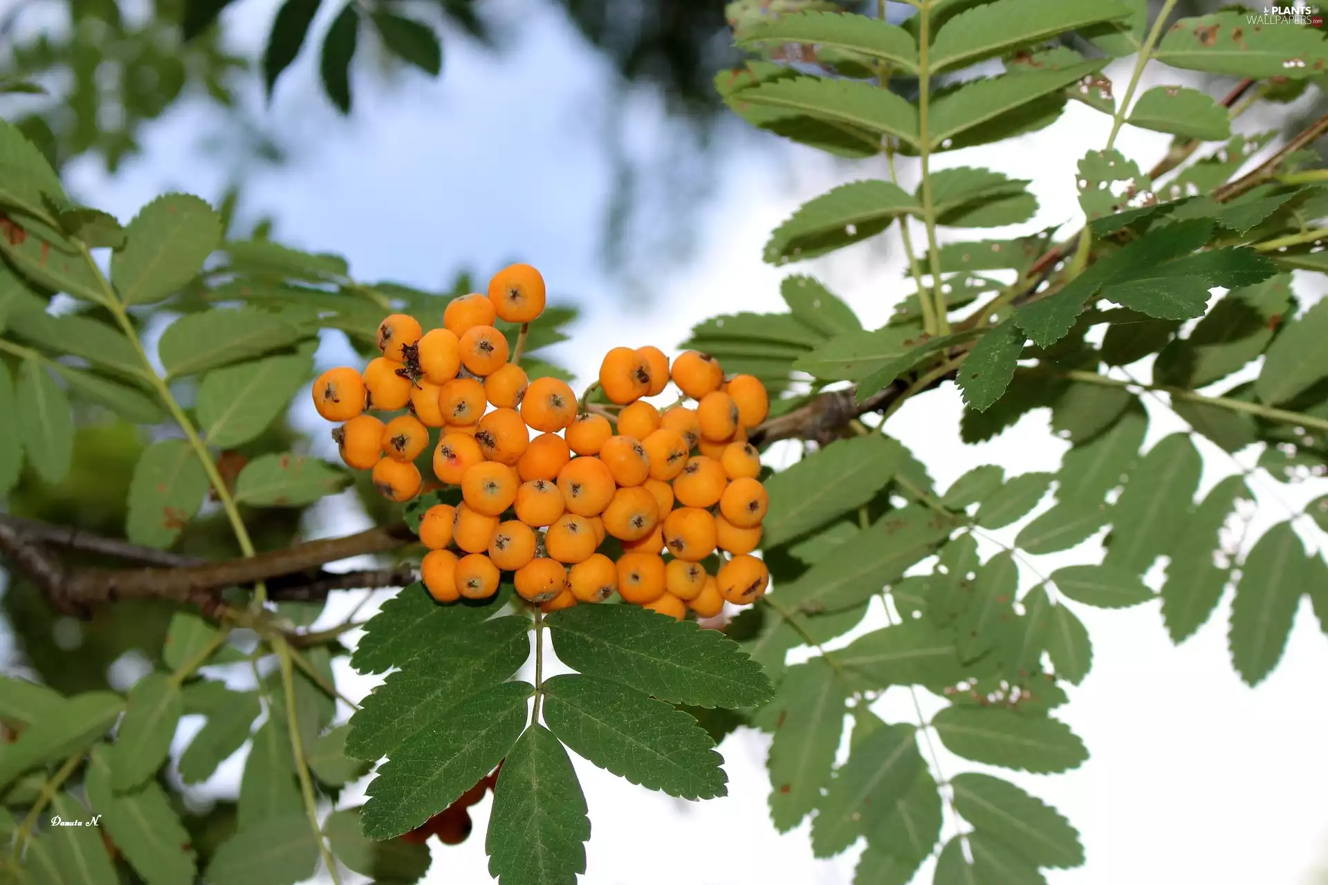 Plant, Leaf, summer, twig