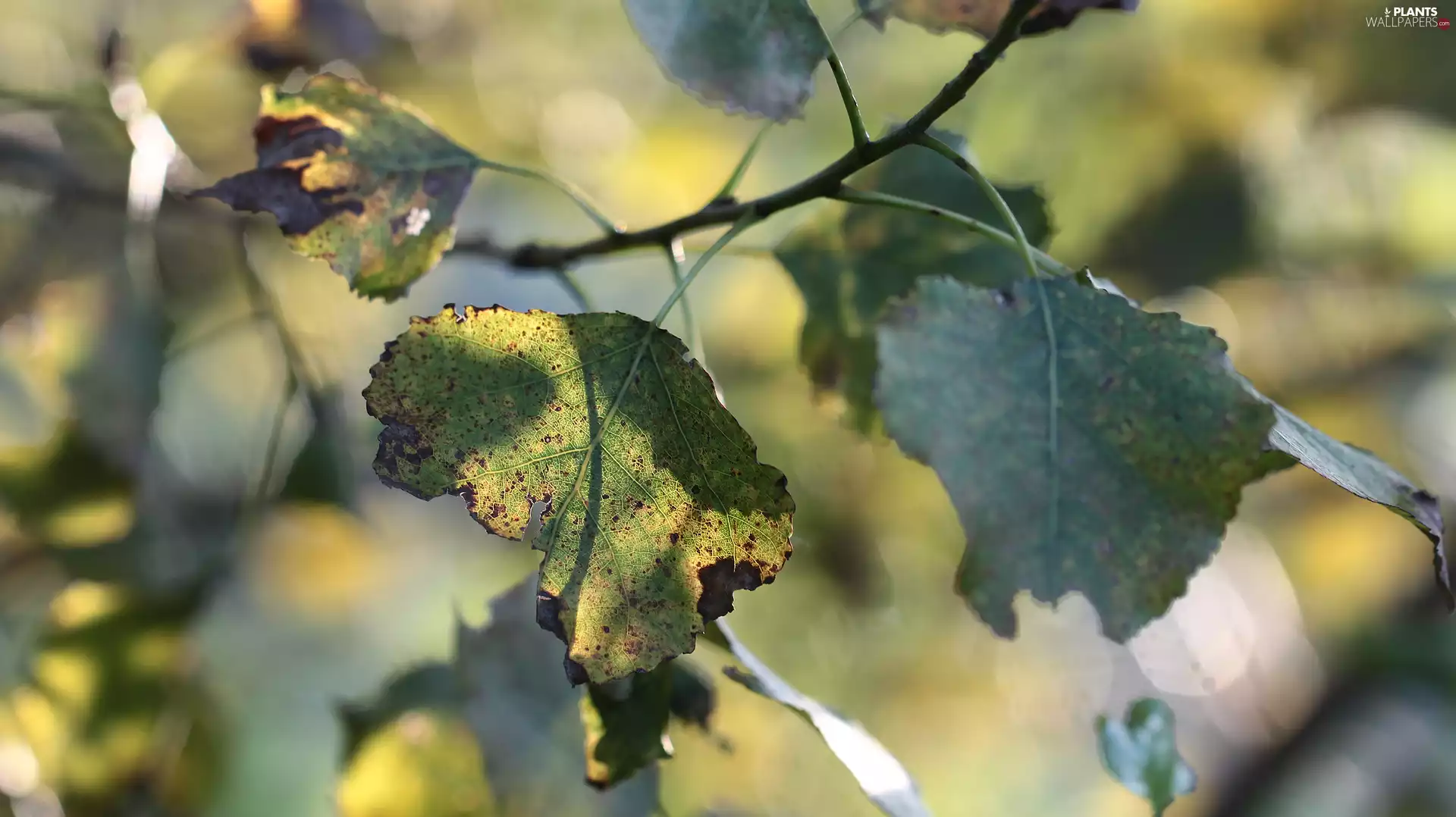 twig, Leaf, Poplar