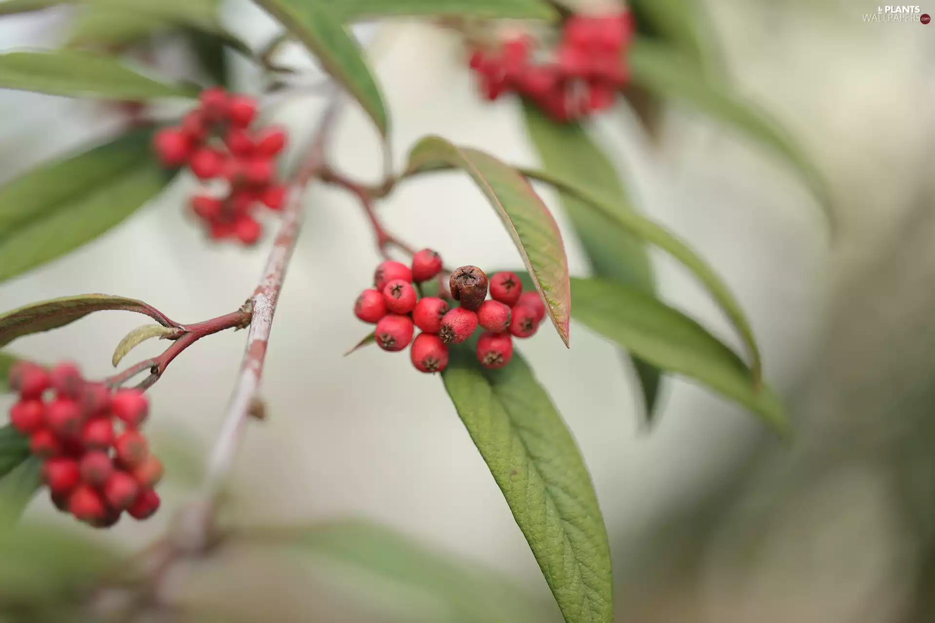leaves, twig, Red, Fruits, Bush