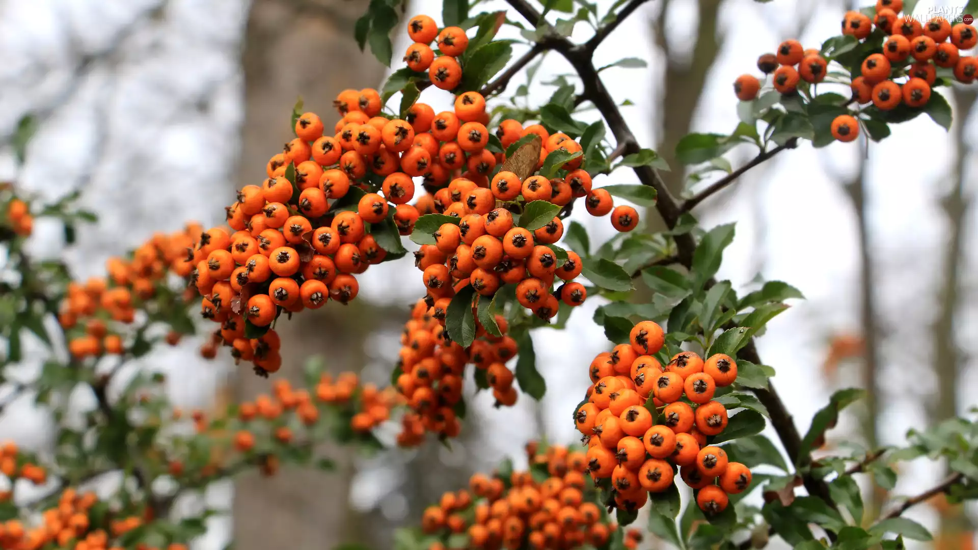 Scarlet firethorn, Fruits, twig