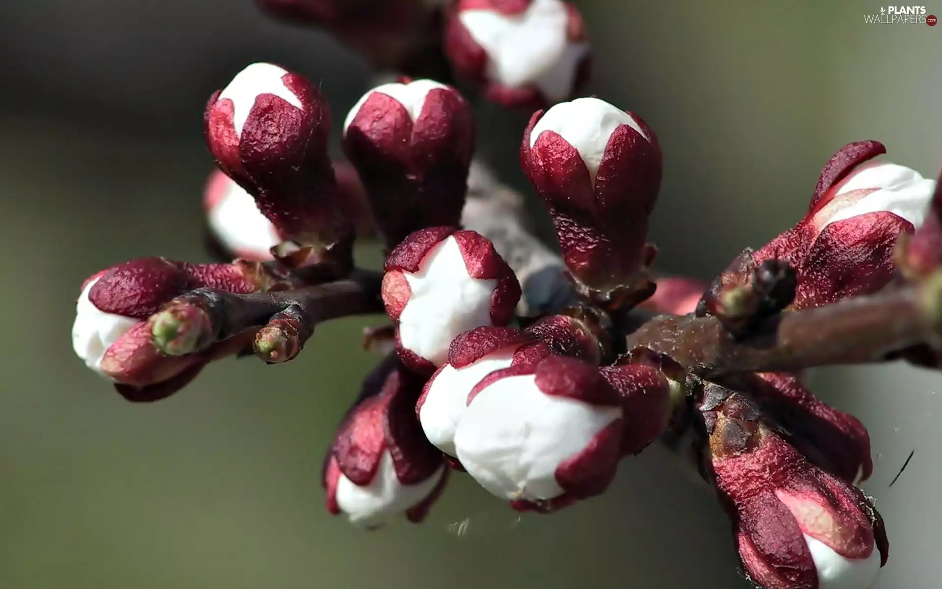 Spring, Flowers, Buds, twig