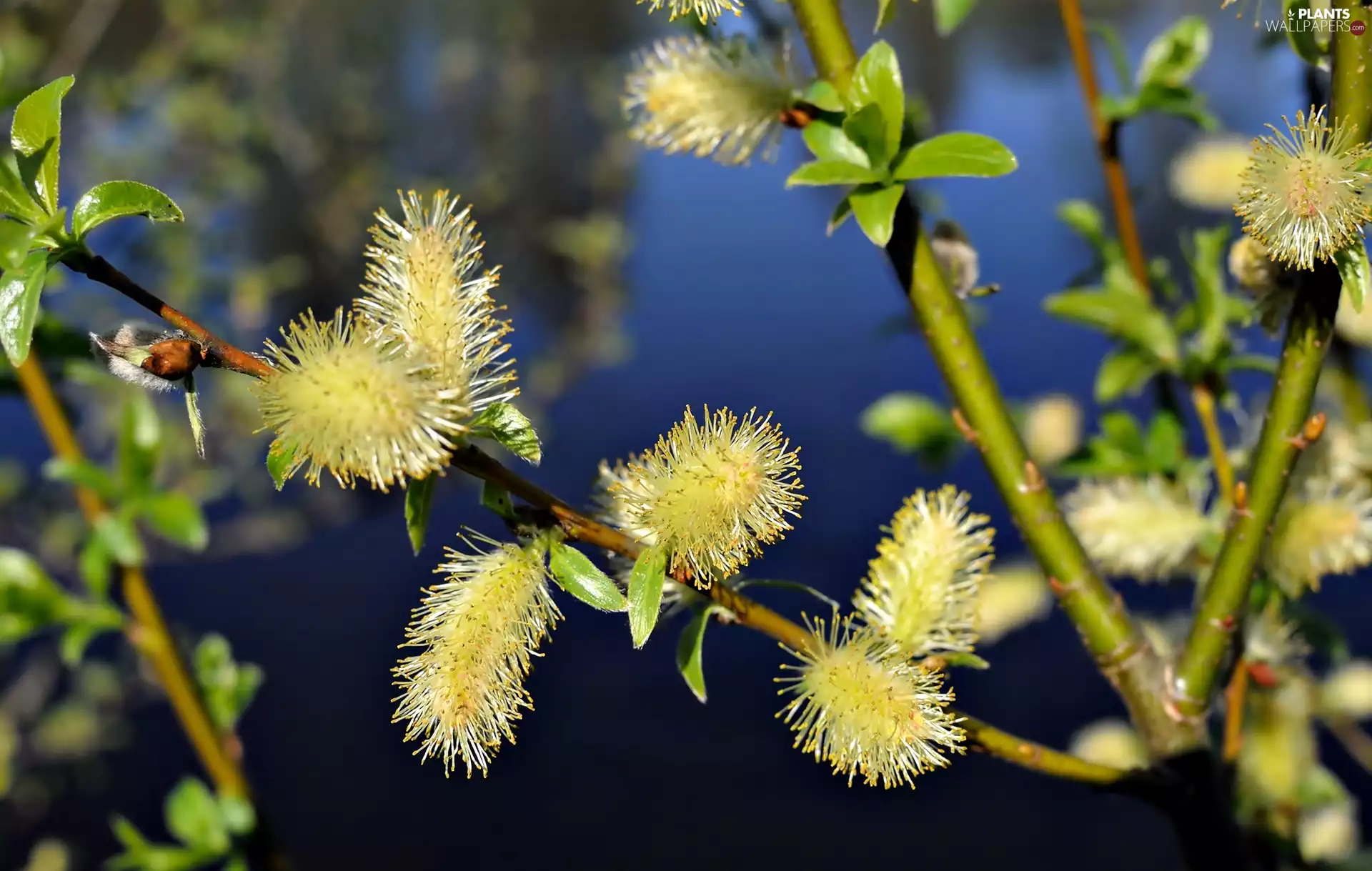 Spring, Willow, database, twig
