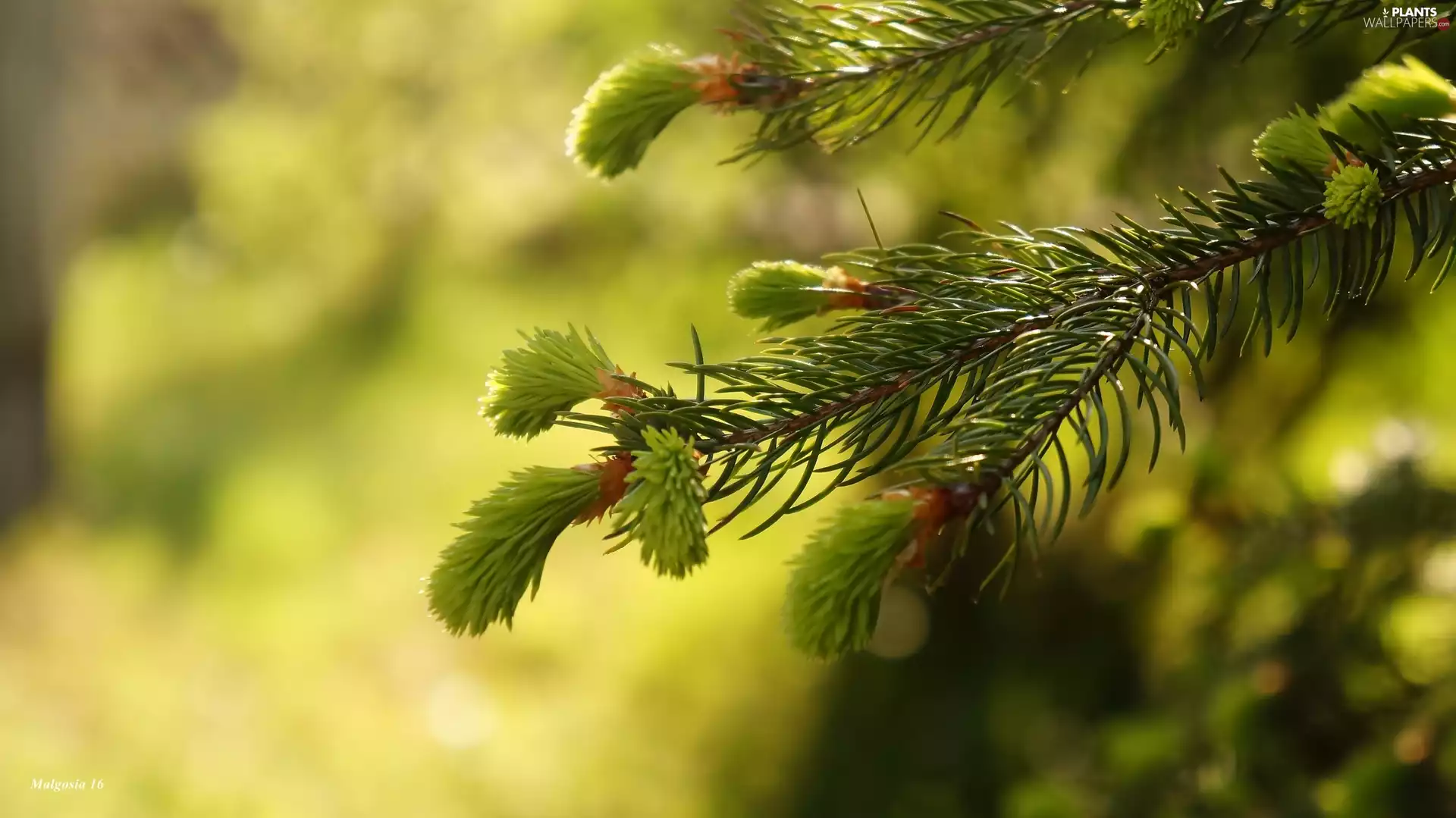 spruce, young, shoots, twig