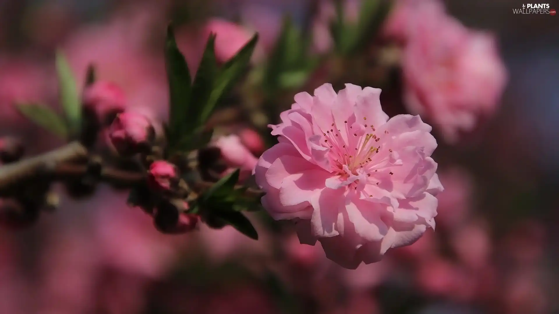 Flowers, Japanese Cherry, twig, Fruit Tree