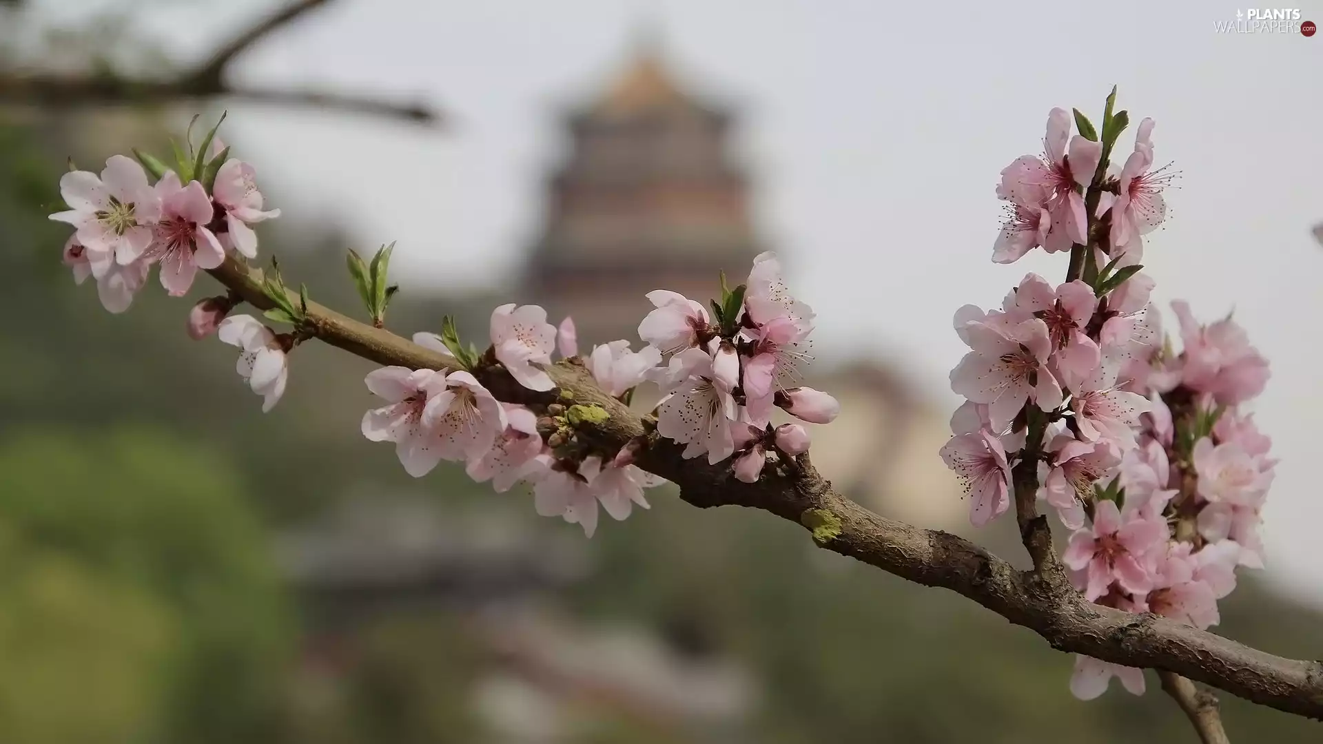 roses, Flowers, cherry, twig, Fruit Tree