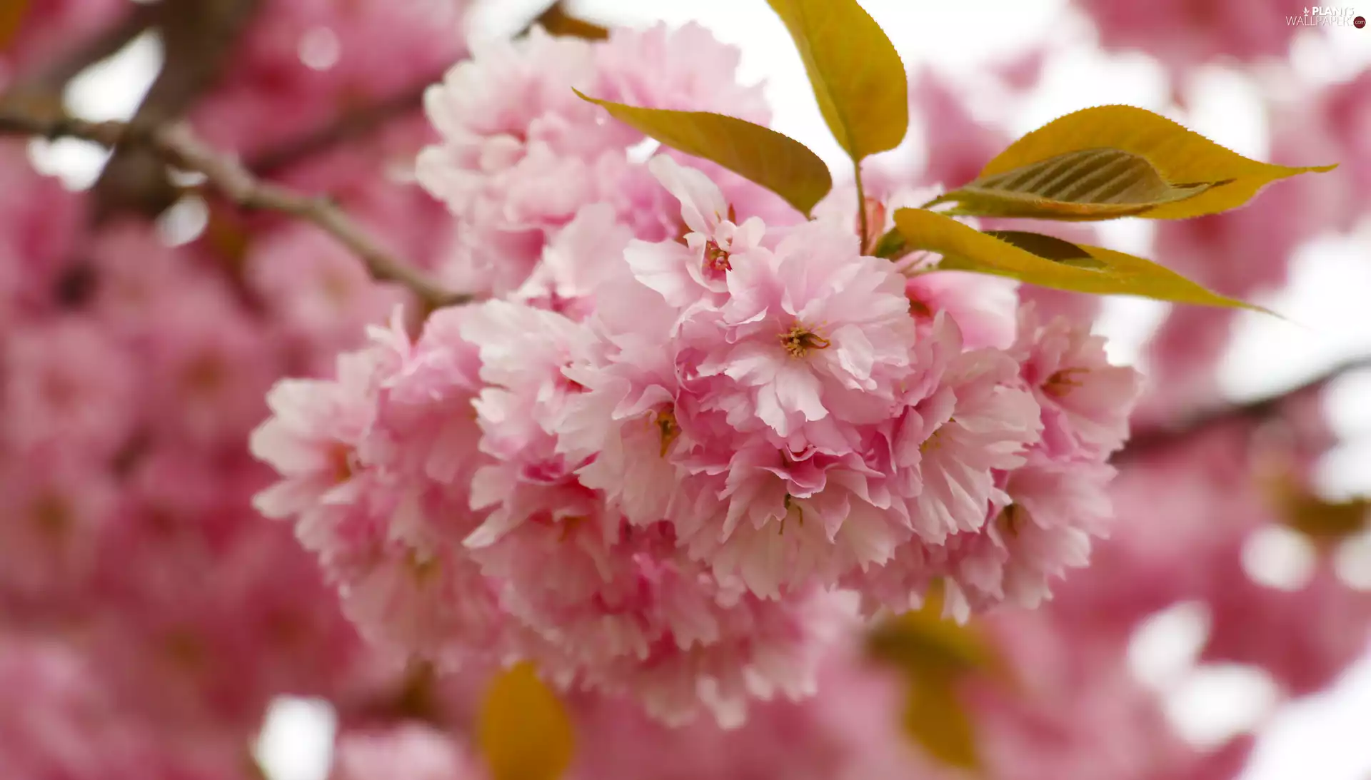Japanese Cherry, Flowers, twig, Fruit Tree