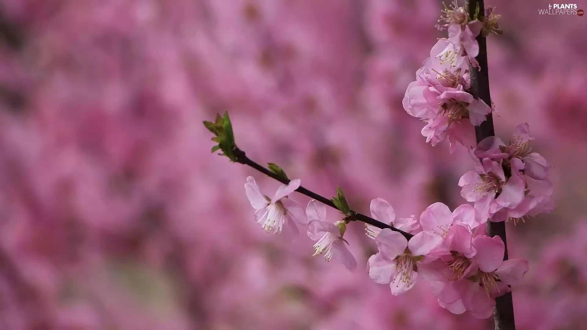 Pink, Flowers, flowery, twig, Fruit Tree