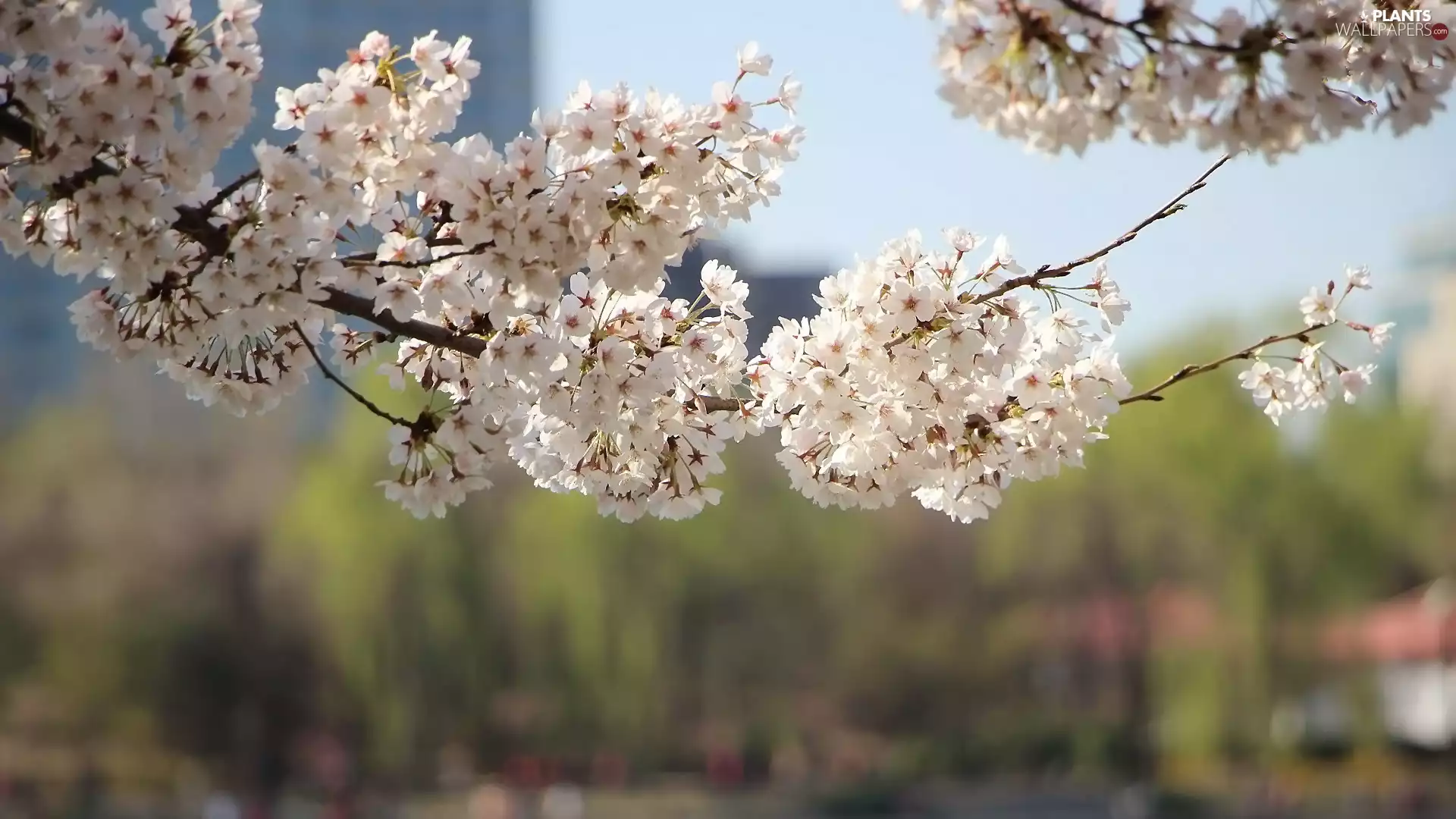 White, Flowers, flowery, twig, Fruit Tree