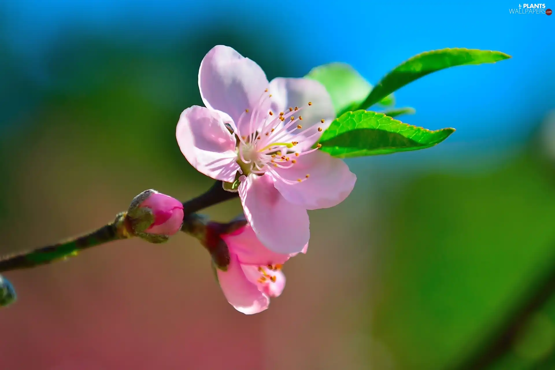 Fruit Tree, Blossoming, twig