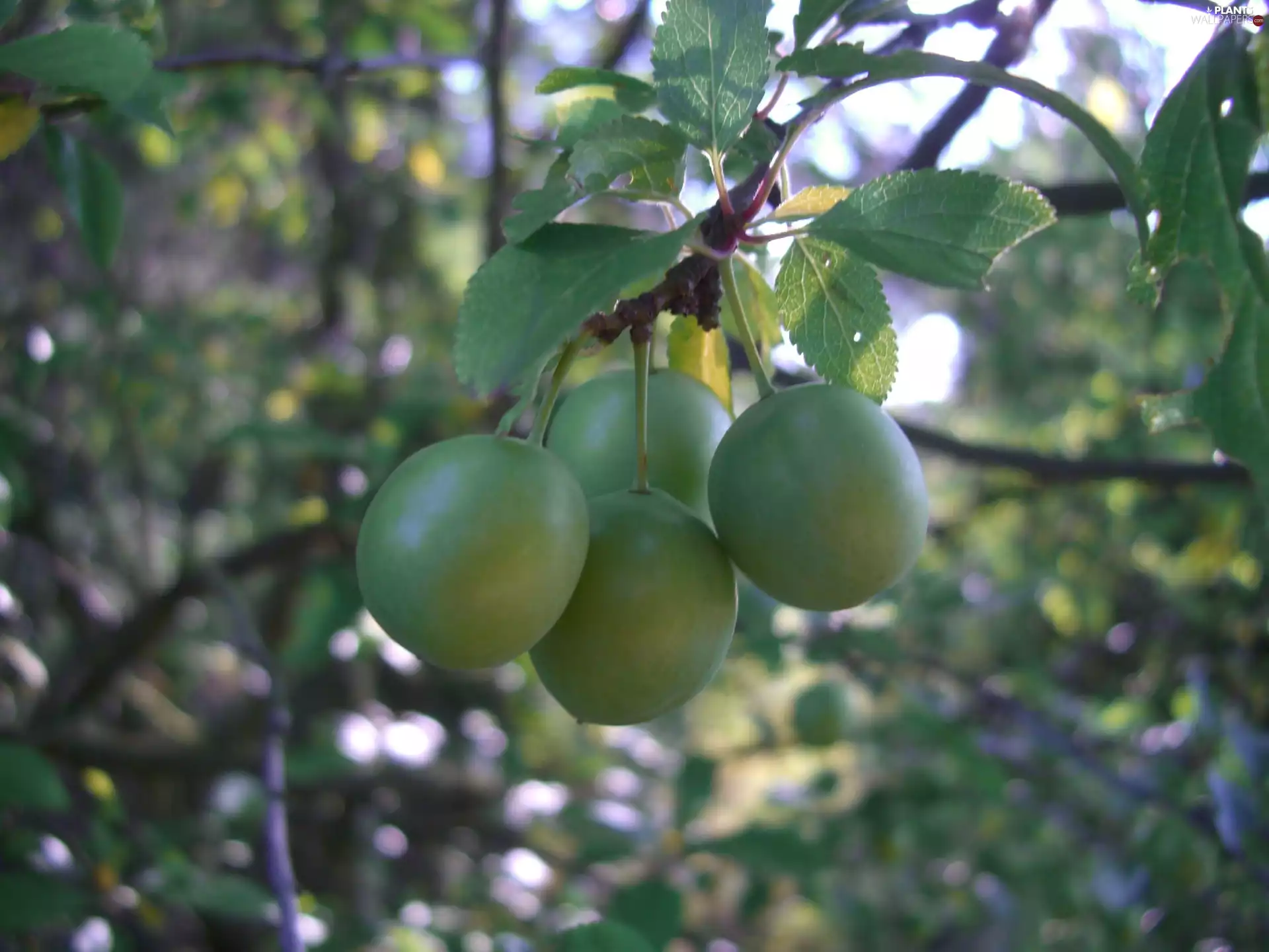 Fruits, Plum-tree, twig, blur, leaves, mirabelle