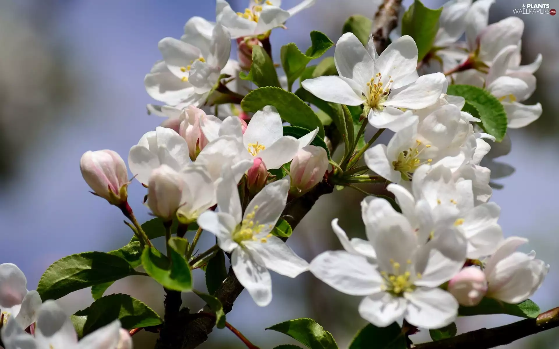 White, Flowers, rapprochement, twig, Fruit Tree