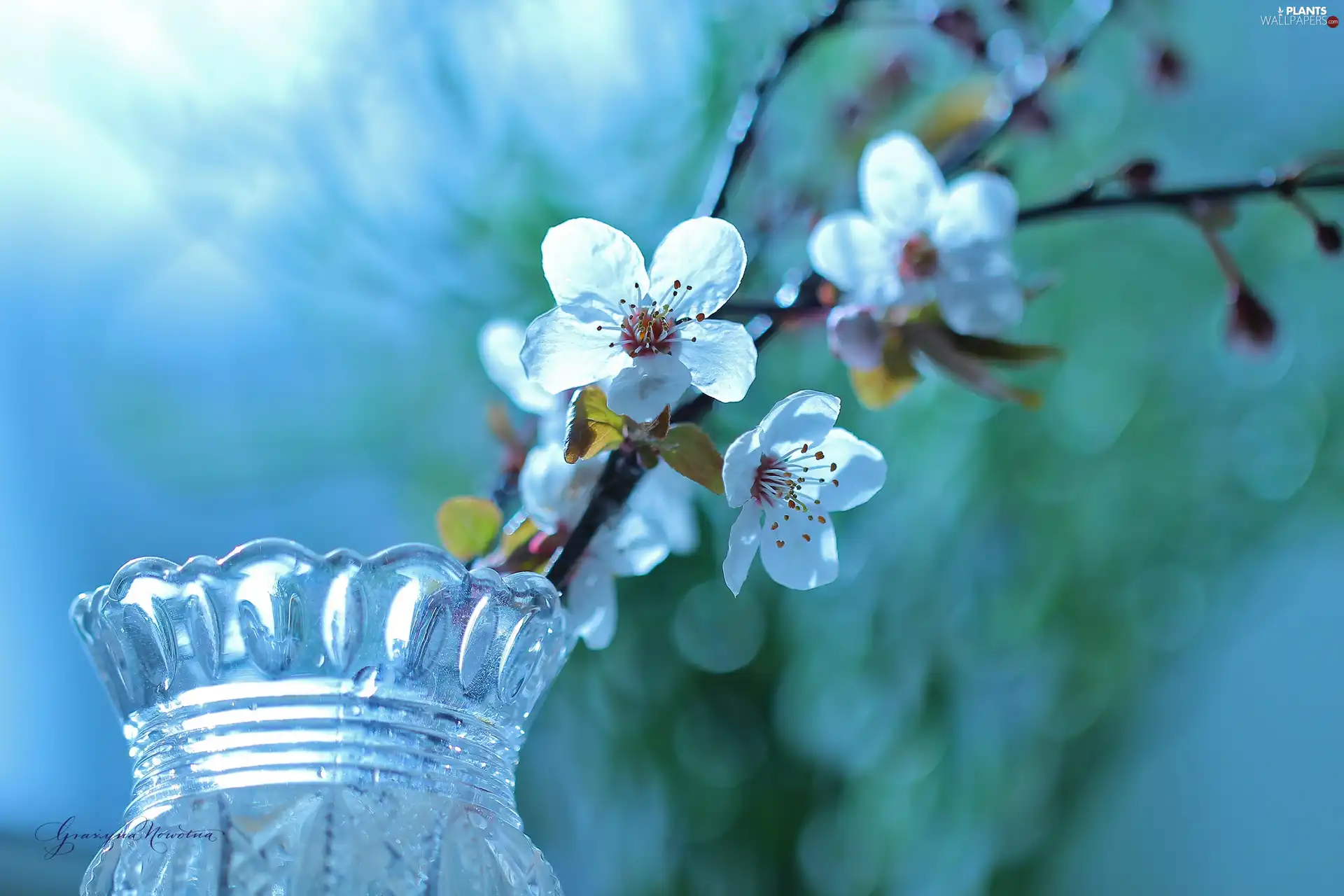 trees, White, twig, vase, fruit, Flowers