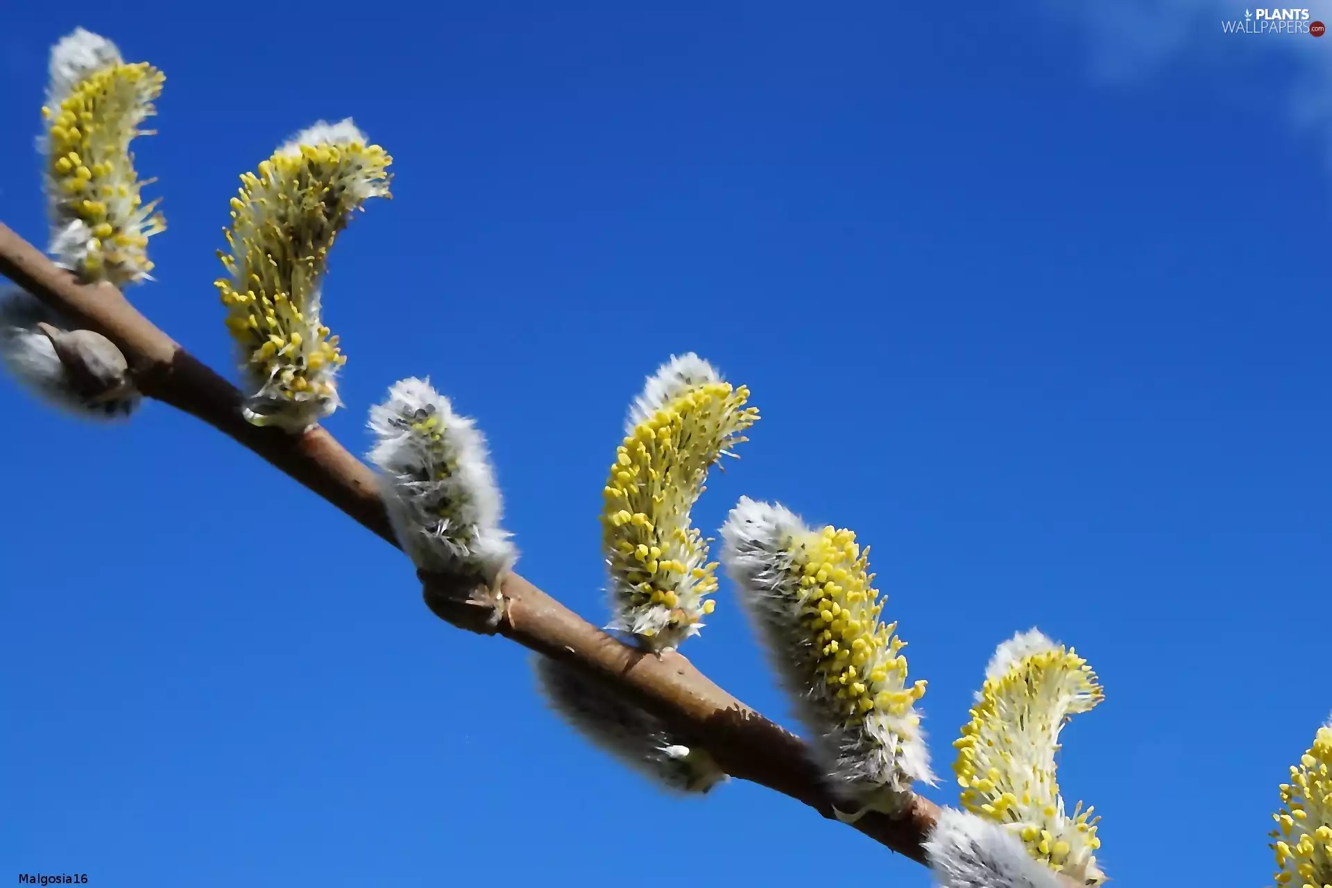 Willow, database, Sky, twig