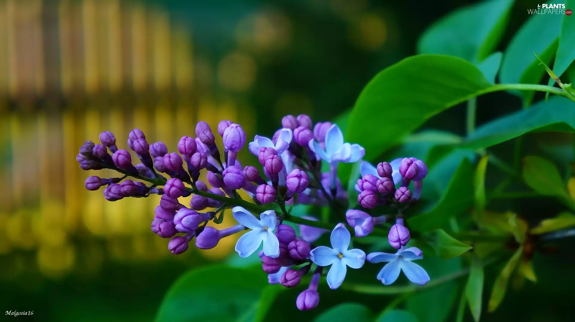 without, Flowers, Buds, twig