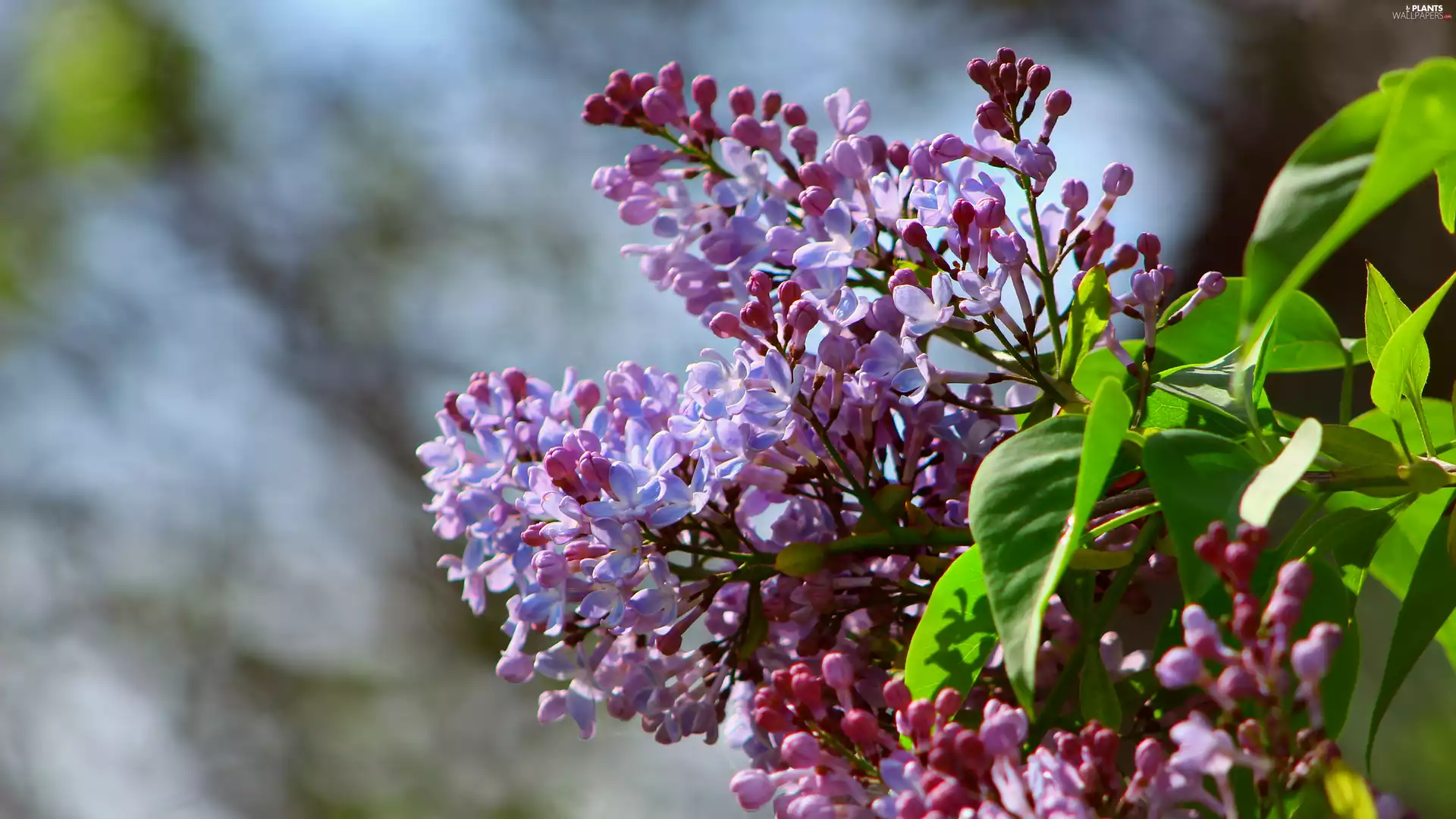 Light Purple, without, twig, Leaf, Flowers, Syringa