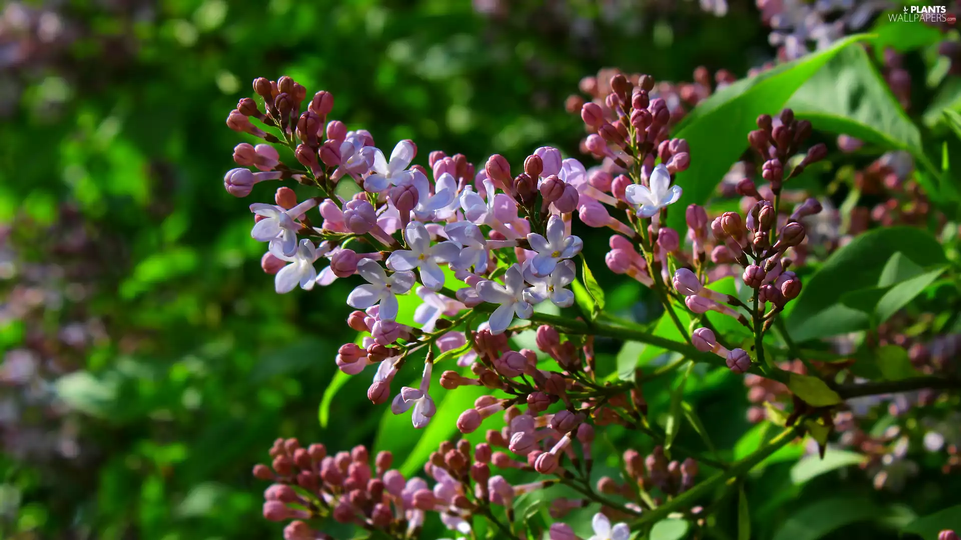 Light Purple, without, twig, rapprochement, Flowers, Syringa