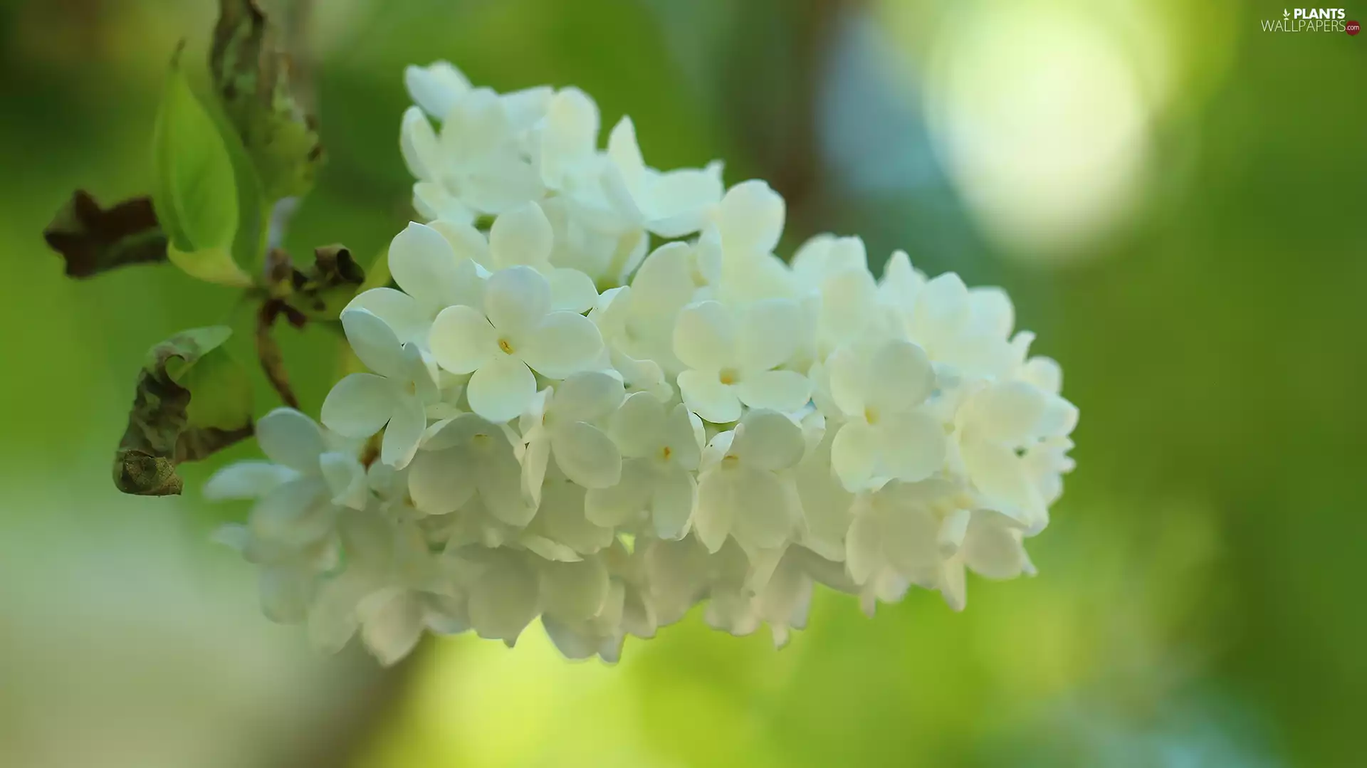 twig, White, without