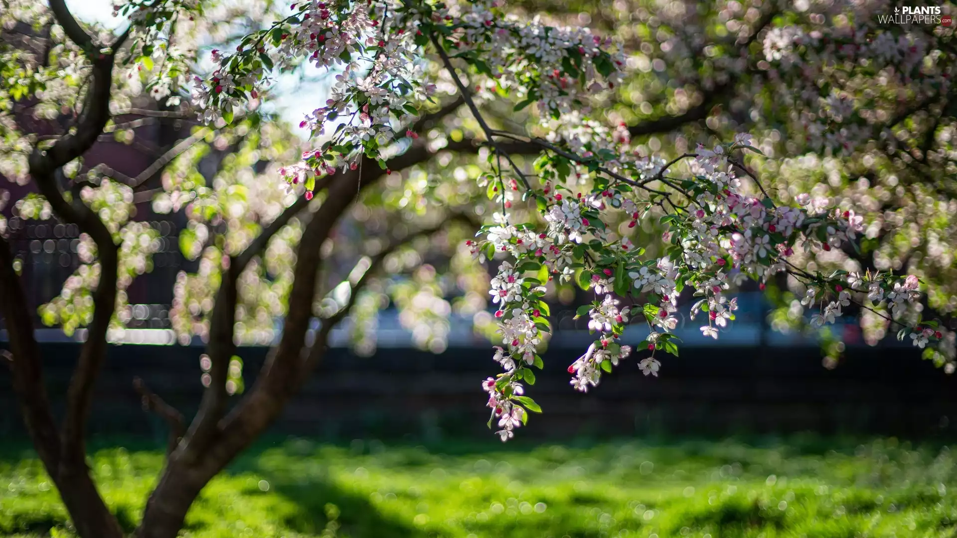 apple-tree, Flourished, Twigs