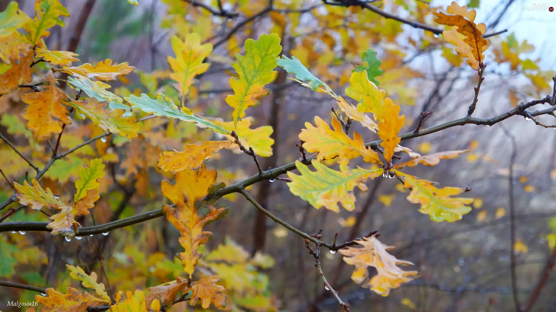 autumn, Leaf, oak, Twigs
