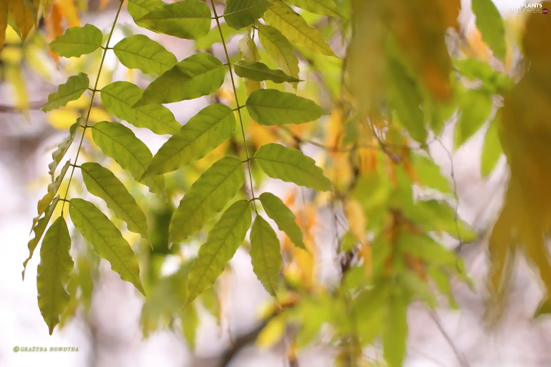 Autumn, Twigs