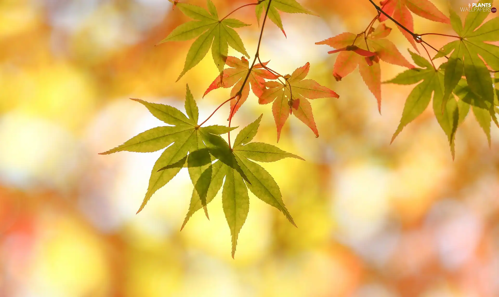 Yellow Background, Leaf, Twigs