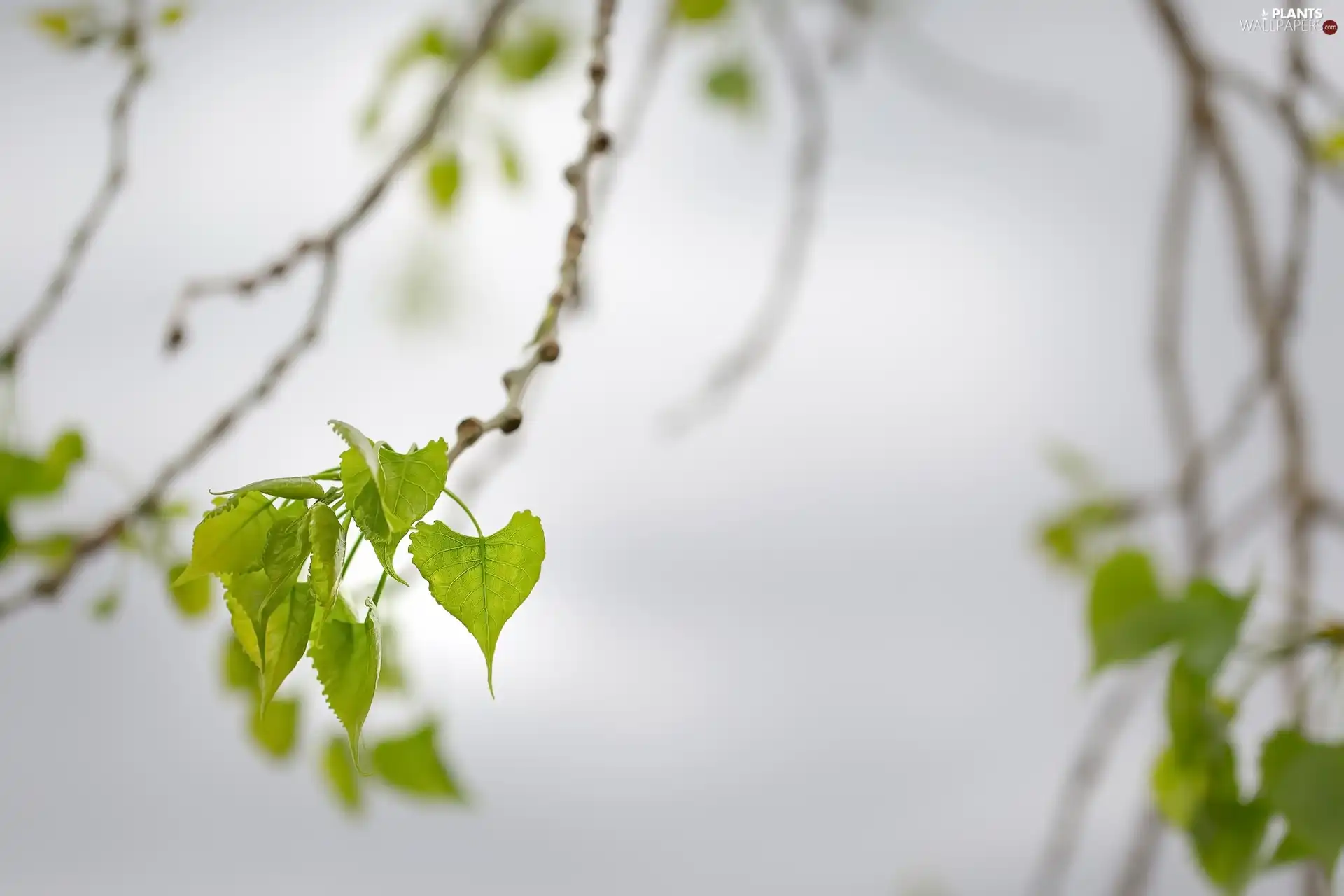 birch-tree, Leaf, Twigs