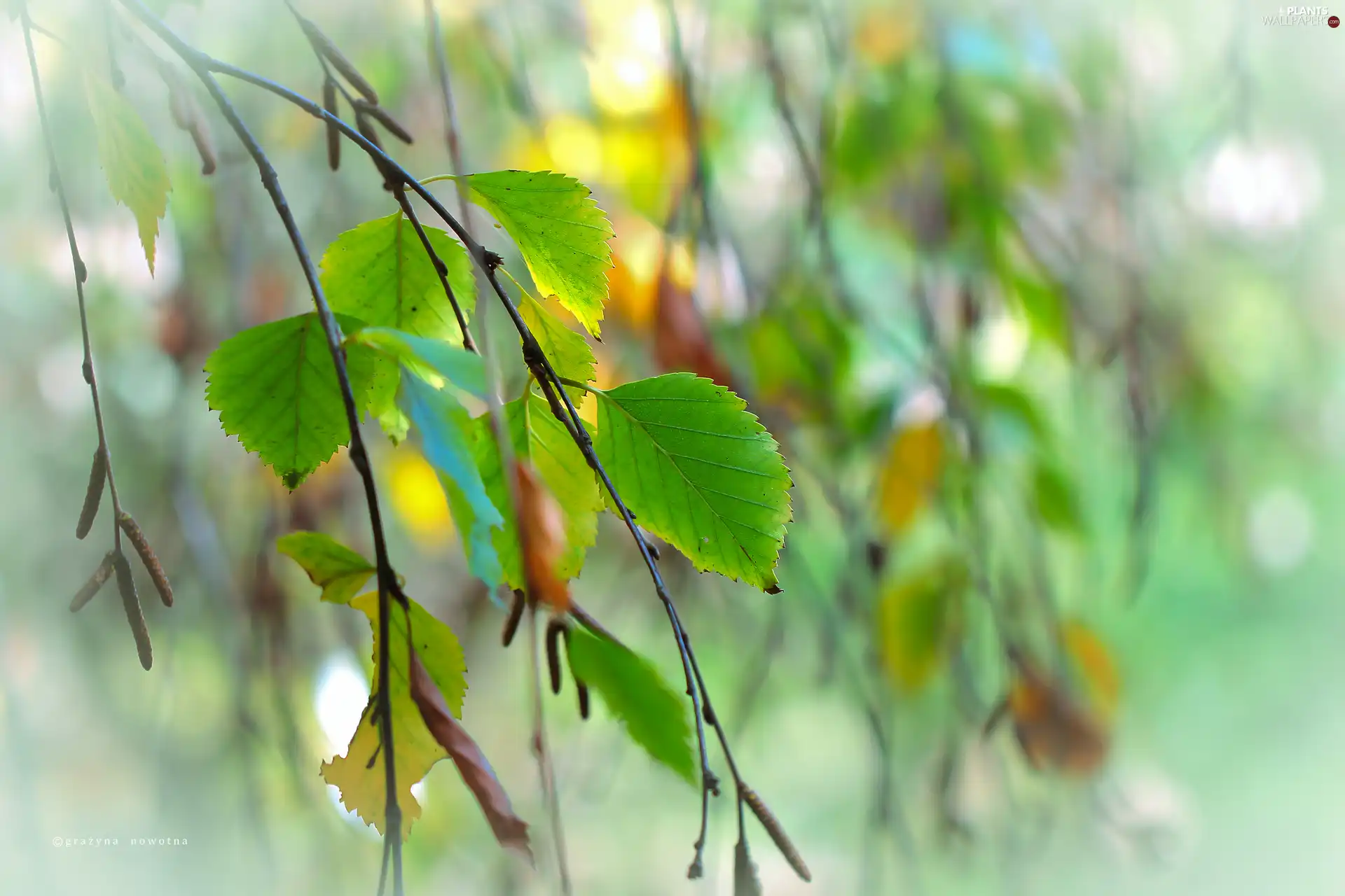 Twigs, Leaf, birch